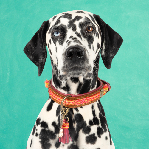 Yuki Dog Collar M (Neck Size 34-39 cm / 2,5 cm)