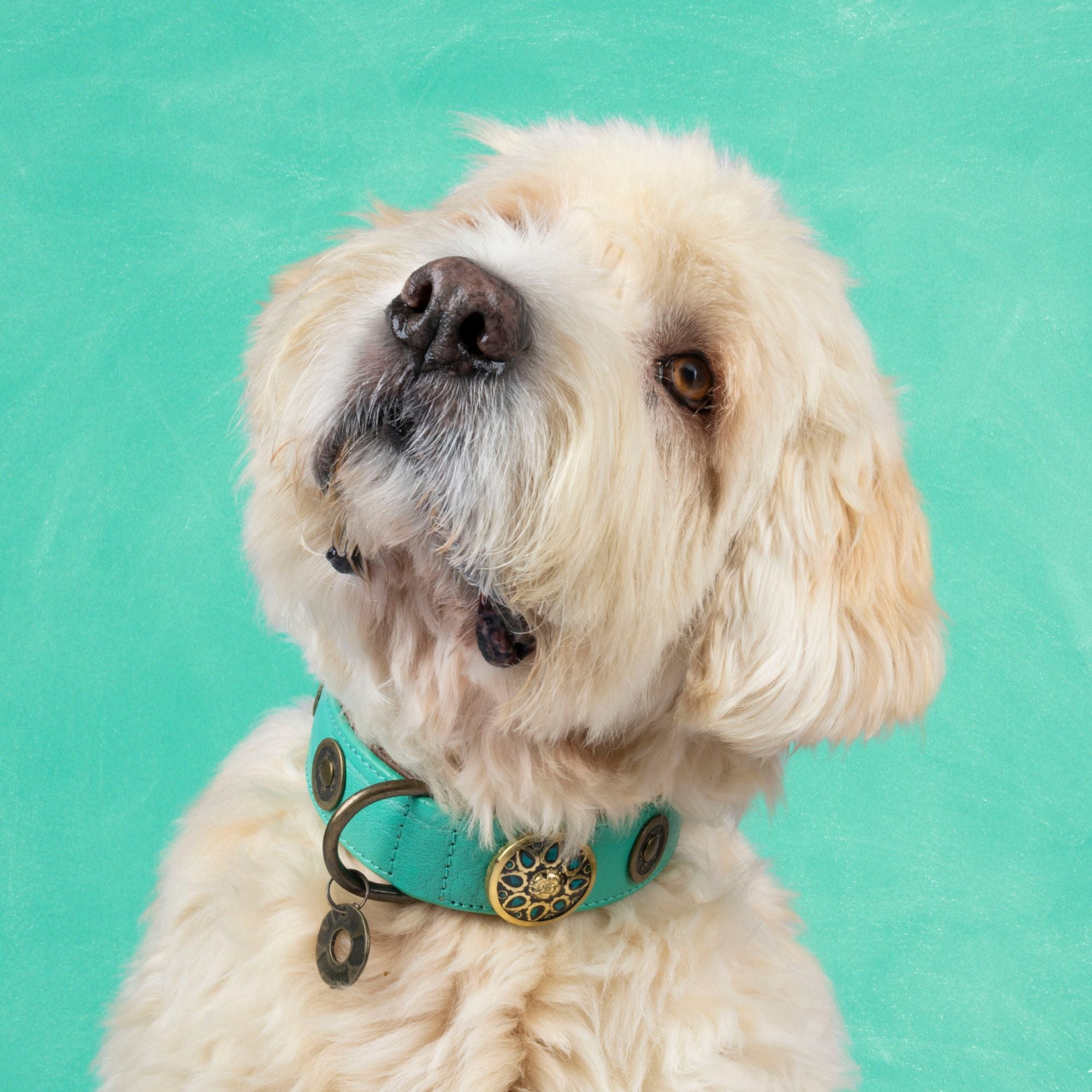 Leren hondenhalsband in groen met gouden medaillons van Dog with a Mission