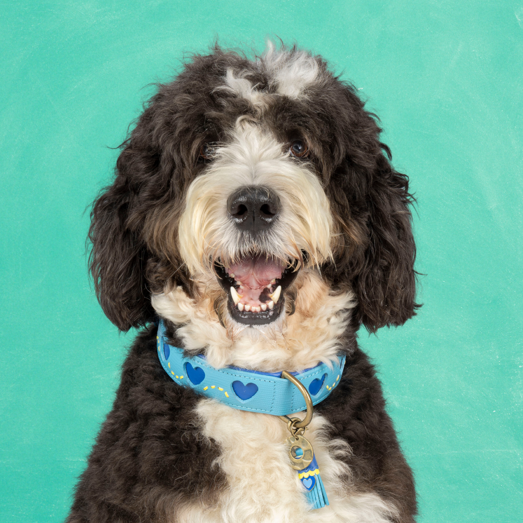 Sky Hondenhalsband XL (Halsomvang  47-57 cm / 4 cm)