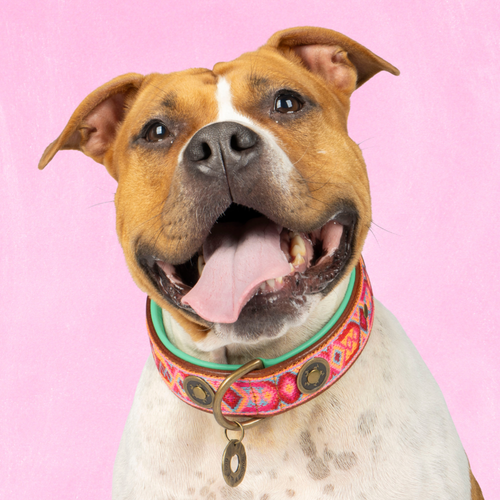 Boho Rosa hondenhalsband XL Dog with a Mission - roze bohemian print bruin buffelleer voor extra grote honden
