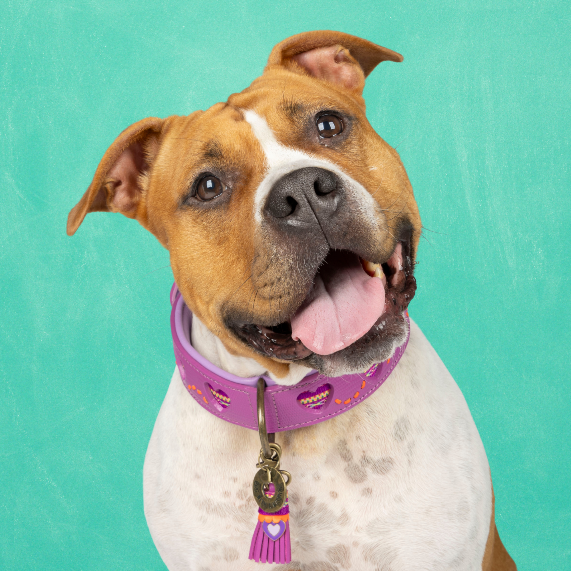 Spice Hondenhalsband XL (Halsomvang  47-57 cm / 4 cm)