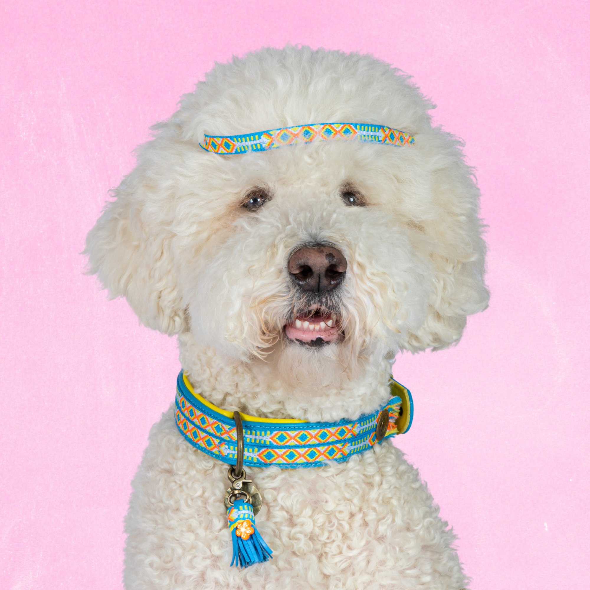 Aloha Hondenhalsband XL (Halsomvang 48-57 cm / 4 cm)