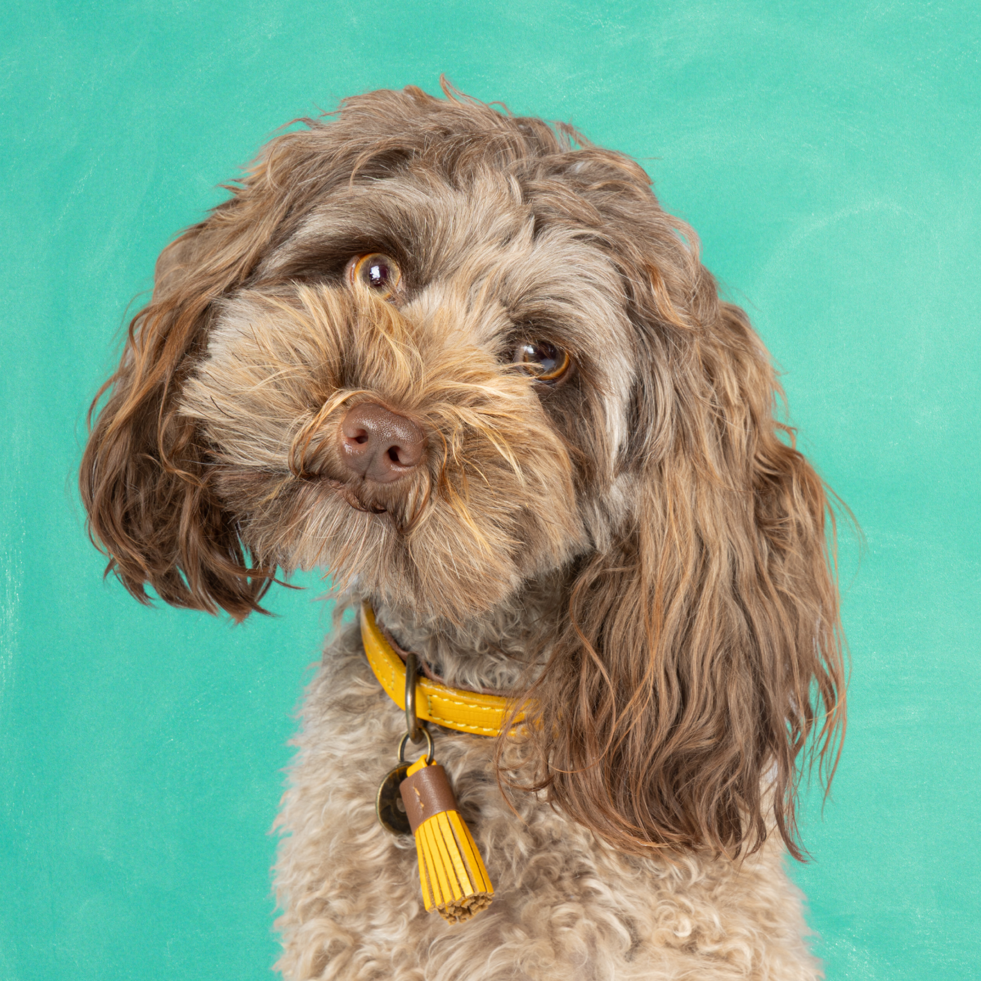 Leren hondenhalsband in geel met bruine details en kwastje van Dog with a Mission