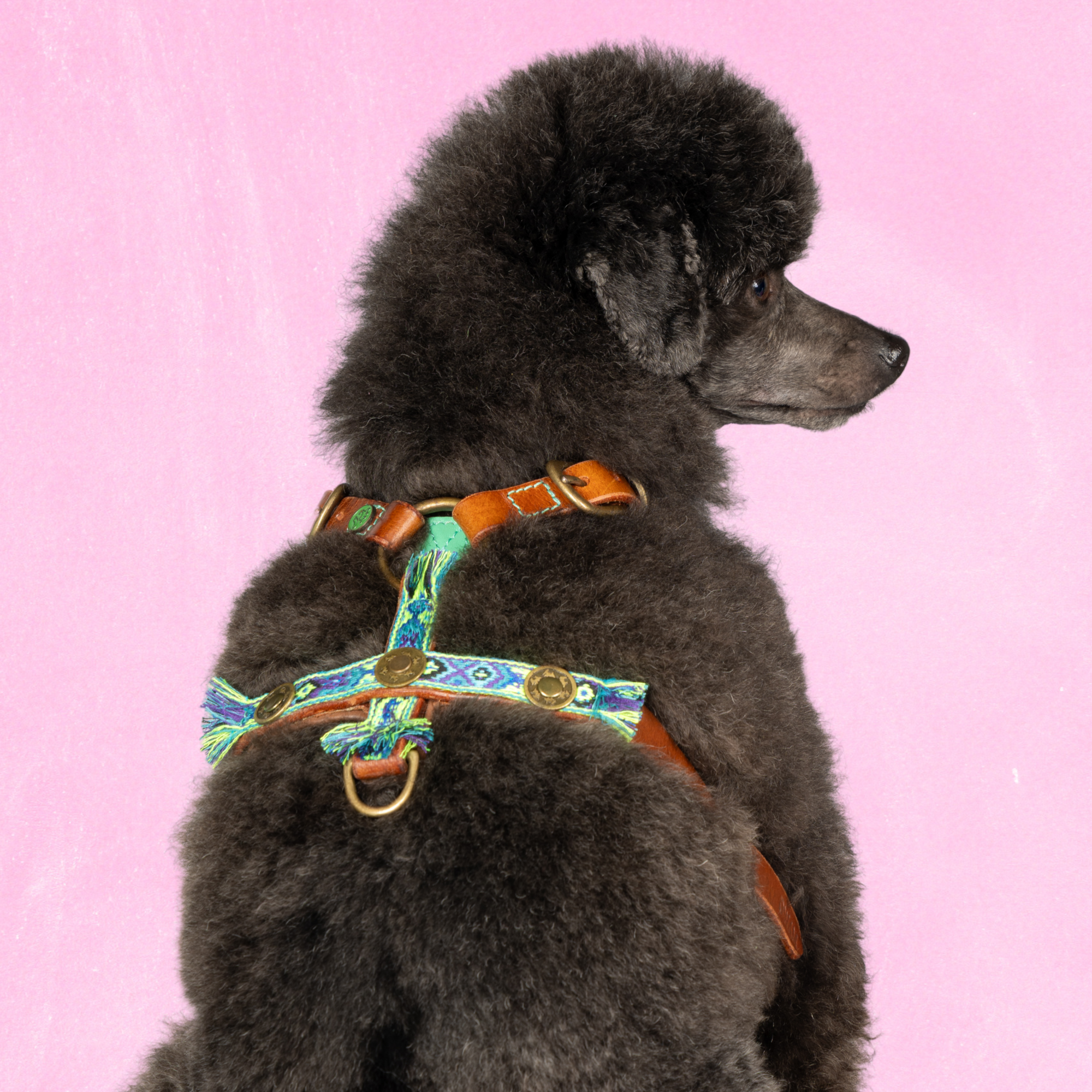 Leren hondentuigje in bruin en blauw met turquoise band en gouden medaillons van Dog with a Mission