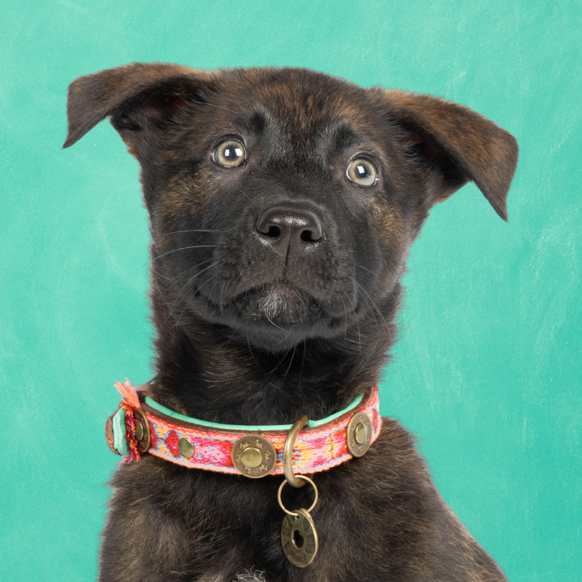 Boho Rosa hondenhalsband XS op kleine hond met buffelleer