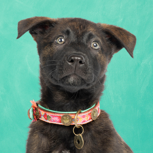Boho Rosa hondenhalsband XS Dog with a Mission - roze bohemian print bruin buffelleer voor extra kleine honden
