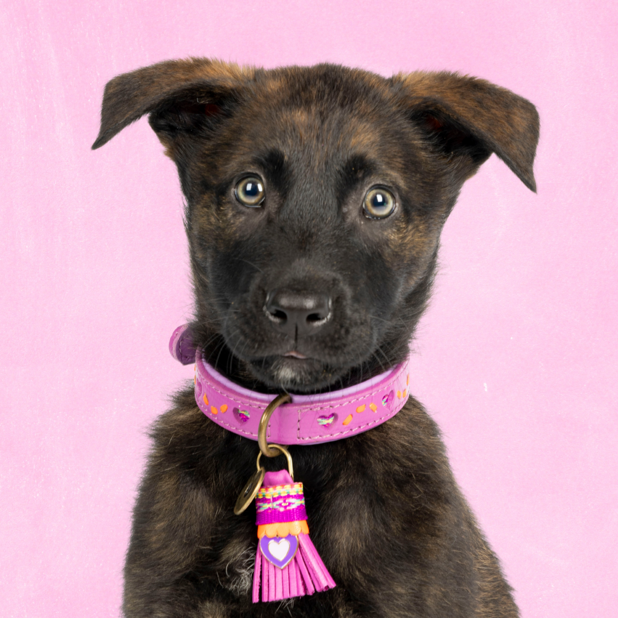 Spice Hondenhalsband XS (Halsomvang 23-29 cm / 2 cm)