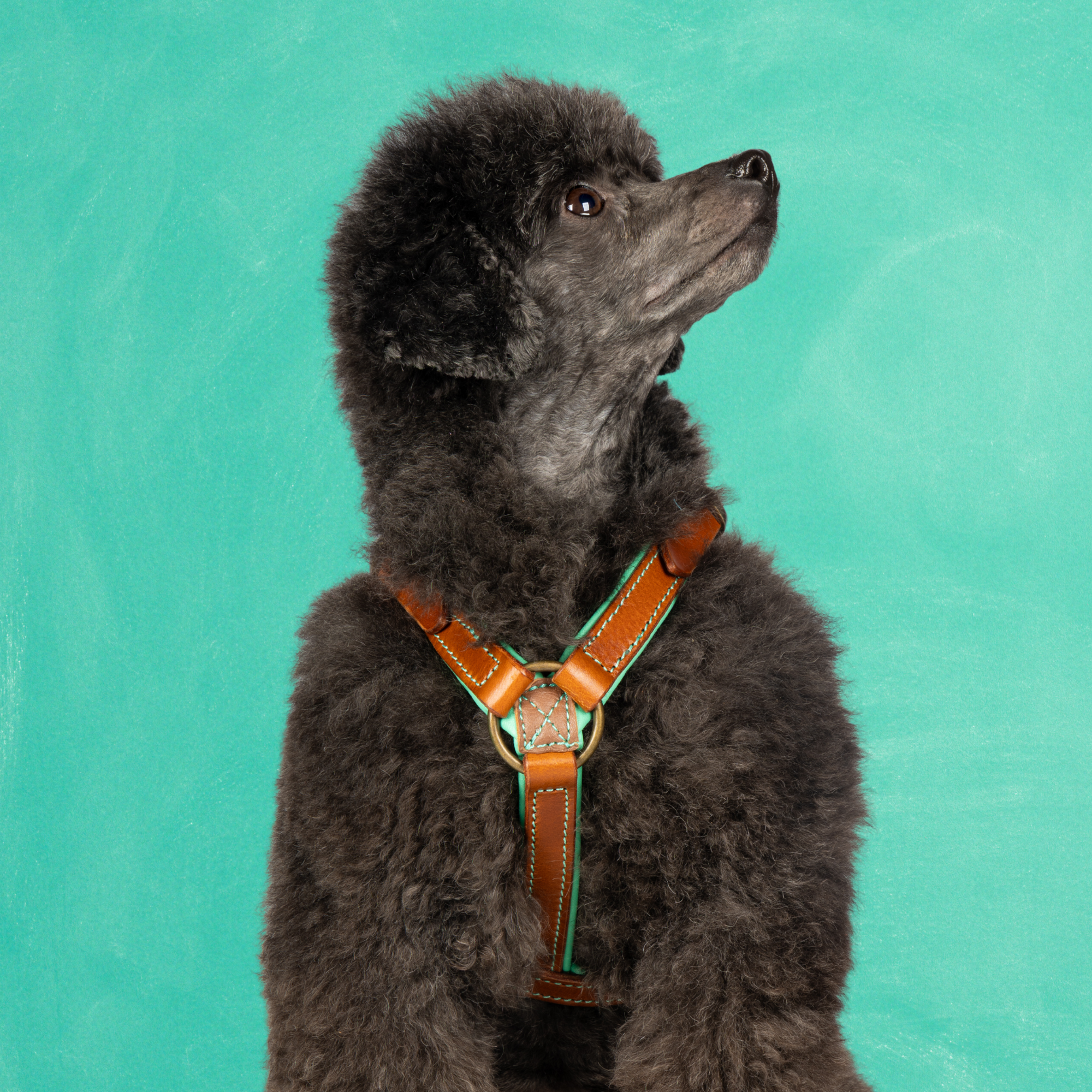 Rock Tuigje XS (35,5-44 cm)