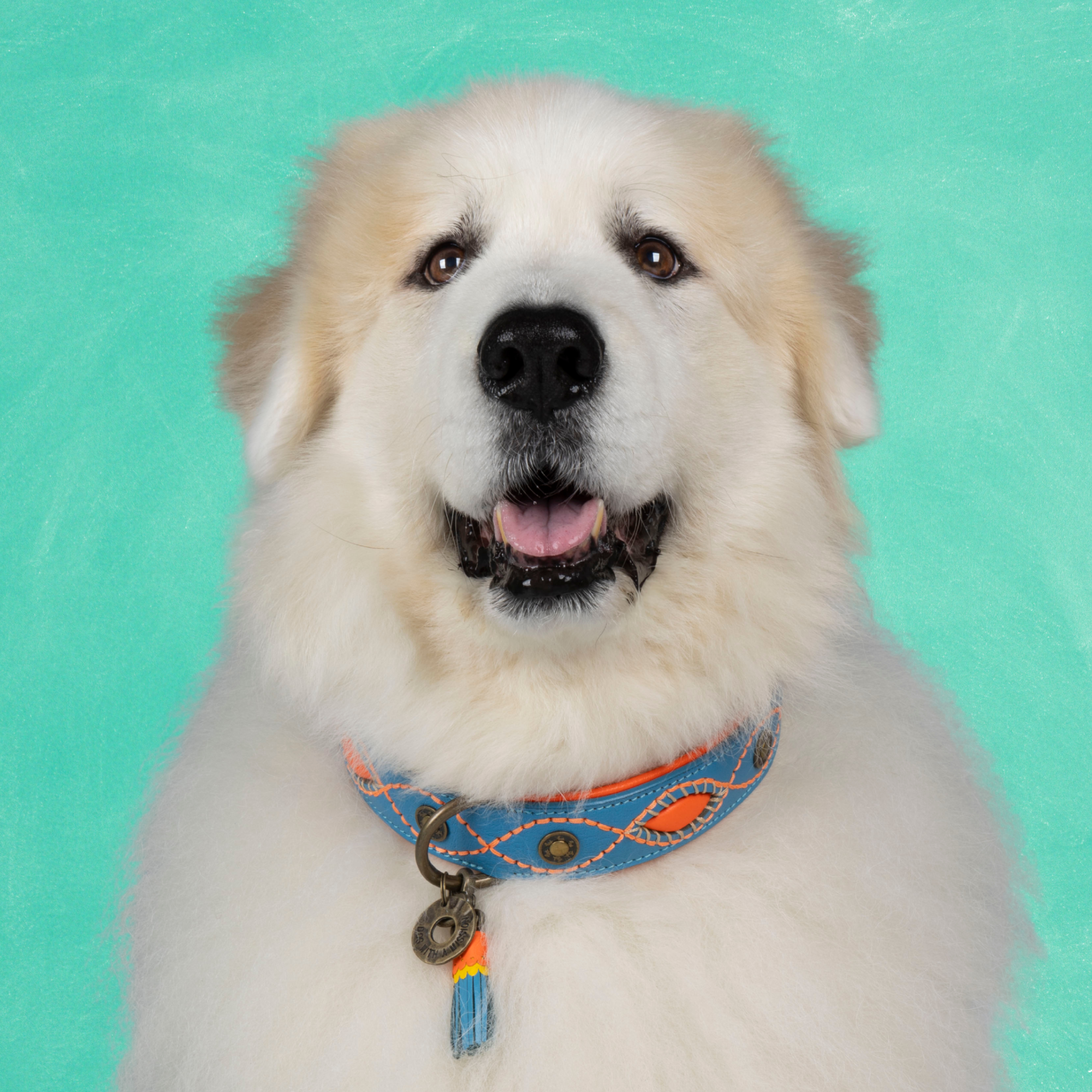 Leren hondenhalsband in blauw met oranje details en kwastje van Dog with a Mission