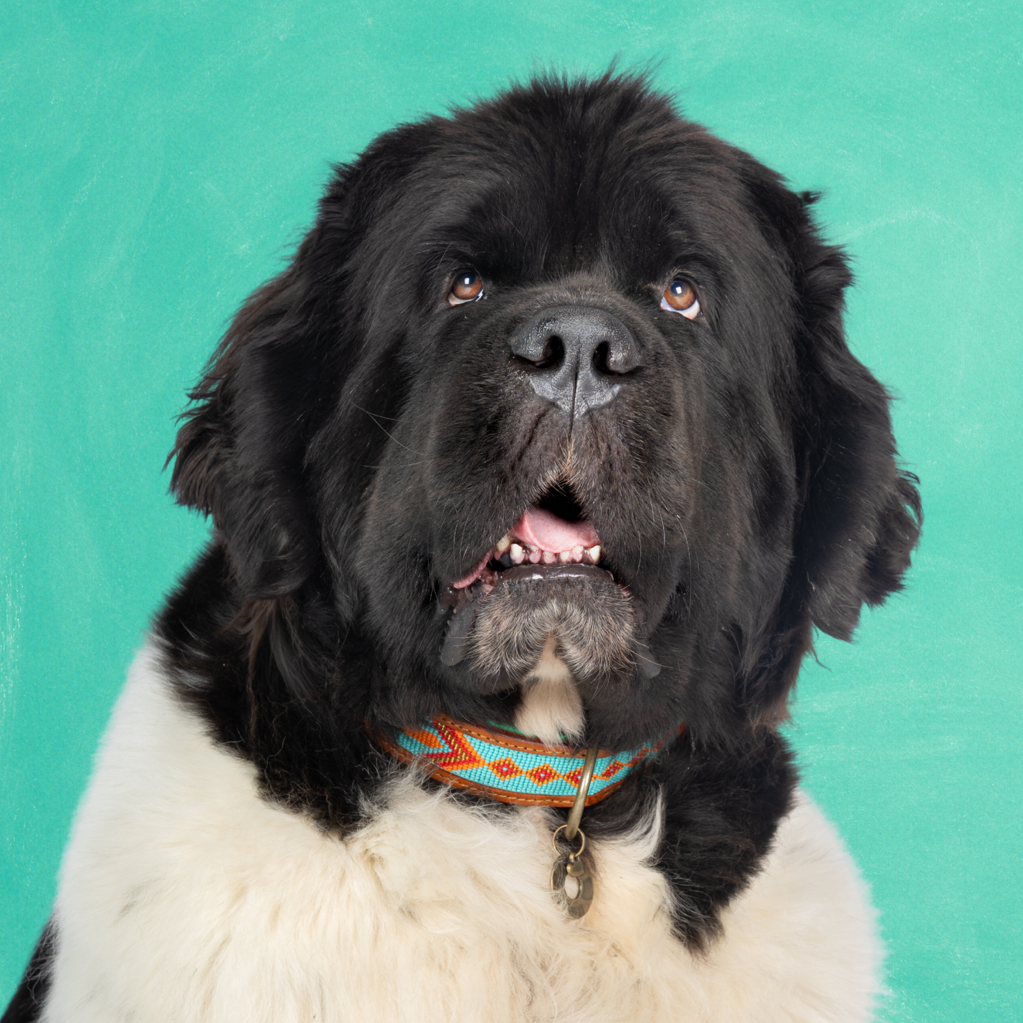 Leren hondenhalsband in blauw met oranje kralen van Dog with a Mission