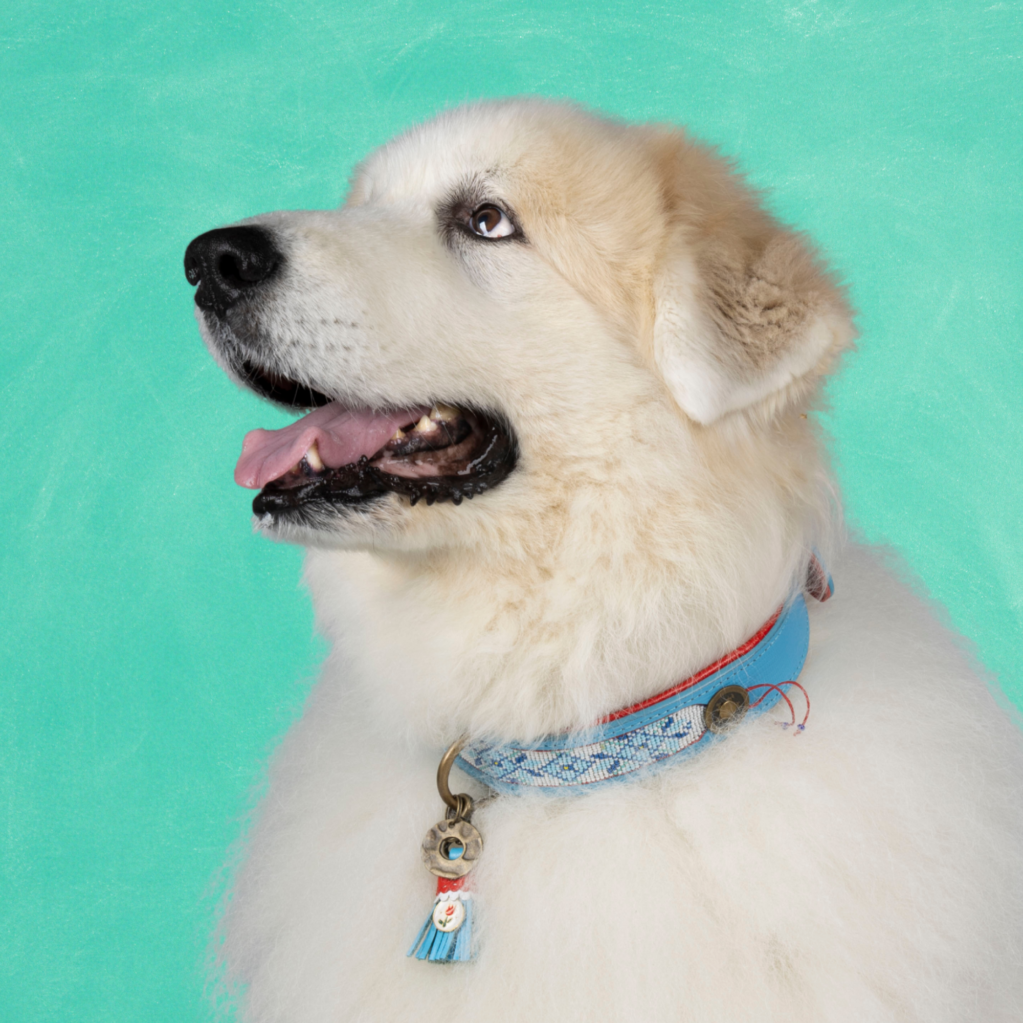 Leren hondenhalsband in blauw met rode details van Dog with a Mission