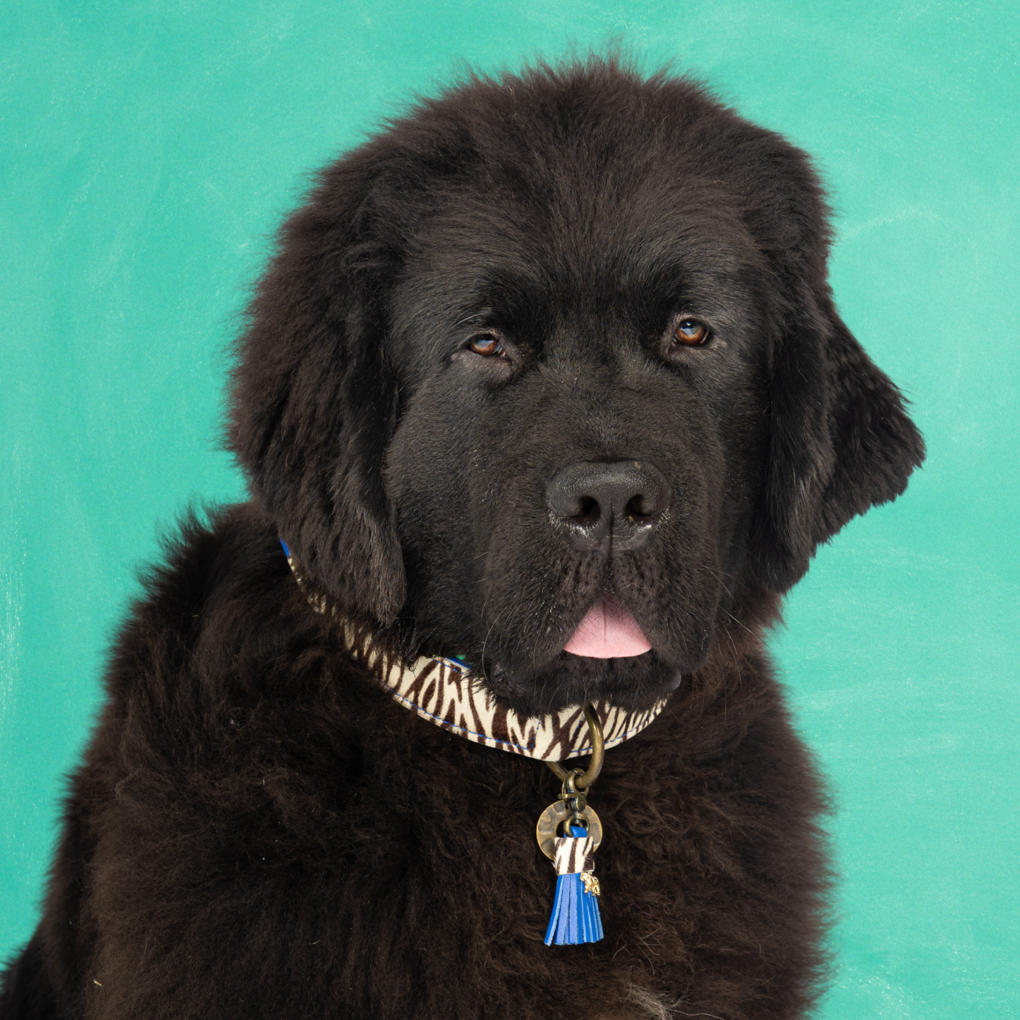 Leren hondenhalsband in blauw met witte zebraprint en blauw kwastje van Dog with a Mission