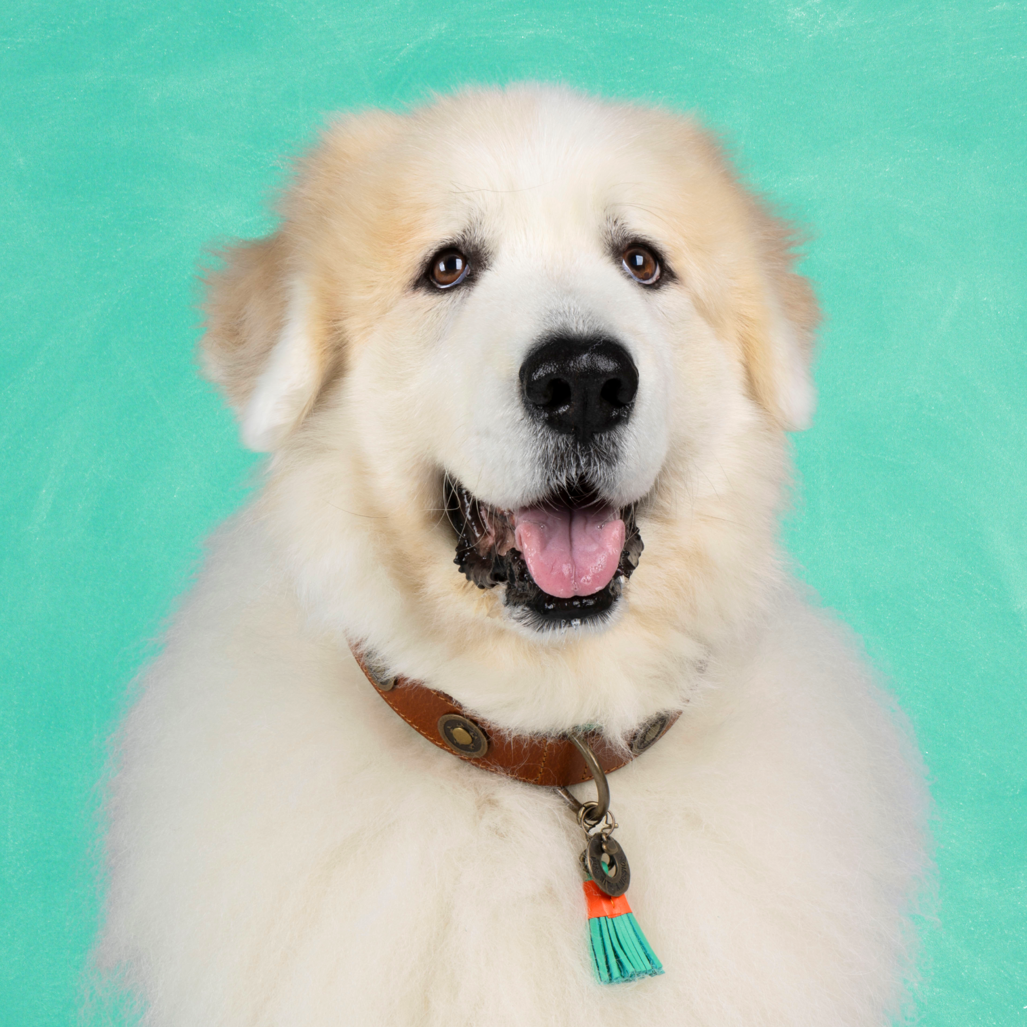 Leren hondenhalsband in bruin met turquoise kwastje van Dog with a Mission