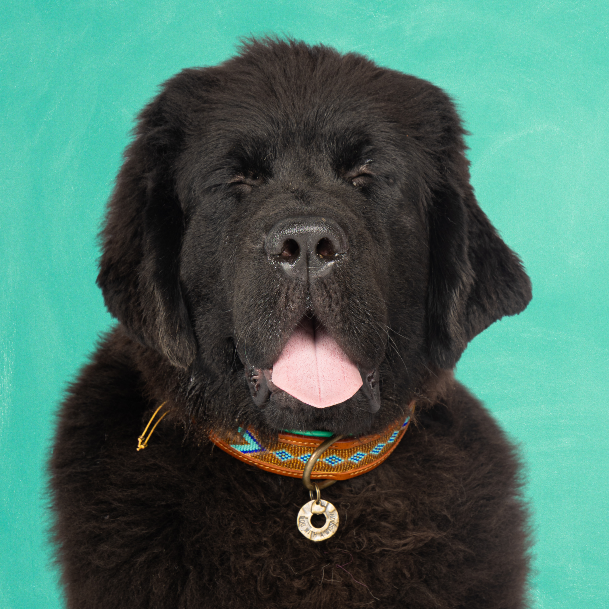 Leren hondenhalsband in goud met blauwe kralen en gouden medaillon van Dog with a Mission