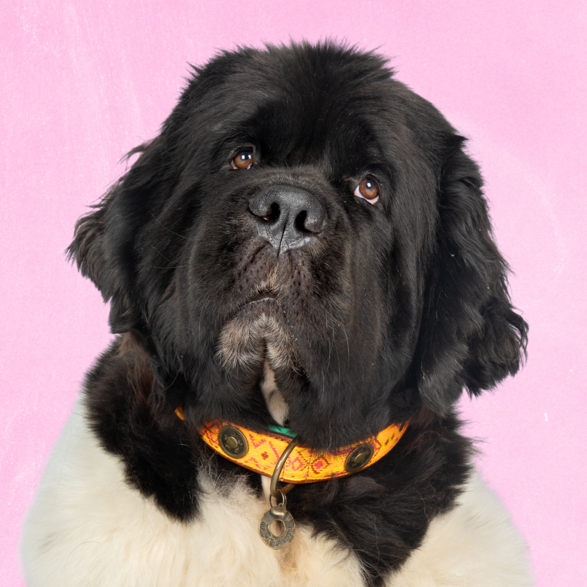 Leren hondenhalsband in oranje met turquoise en medaillon van Dog with a Mission