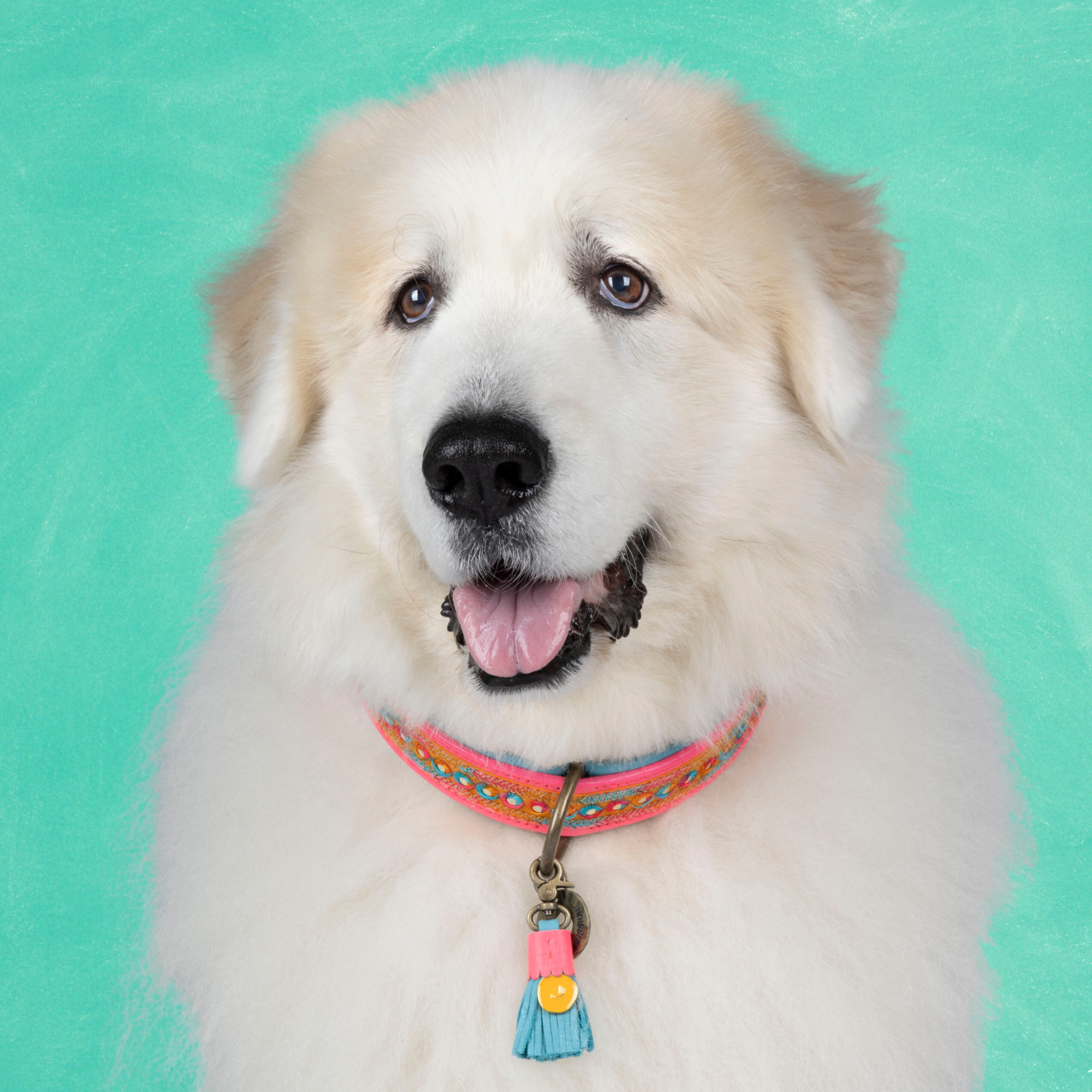 Leren hondenhalsband in roze met blauw kwastje van Dog with a Mission