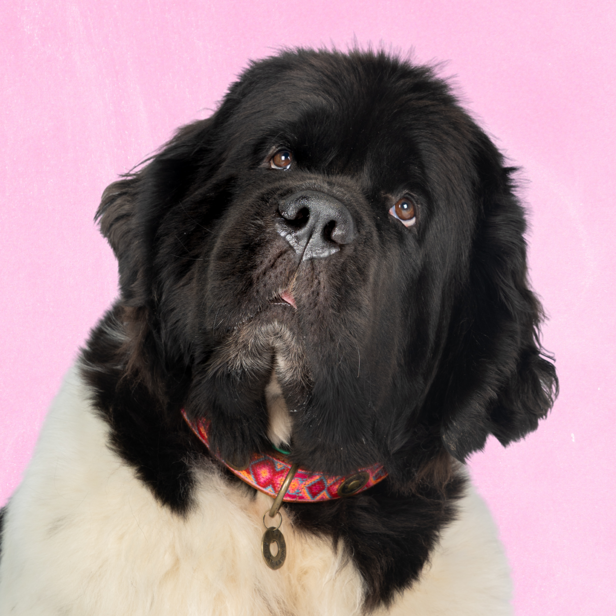 Boho Rosa hondenhalsband XXL op extra grote hond met buffelleer