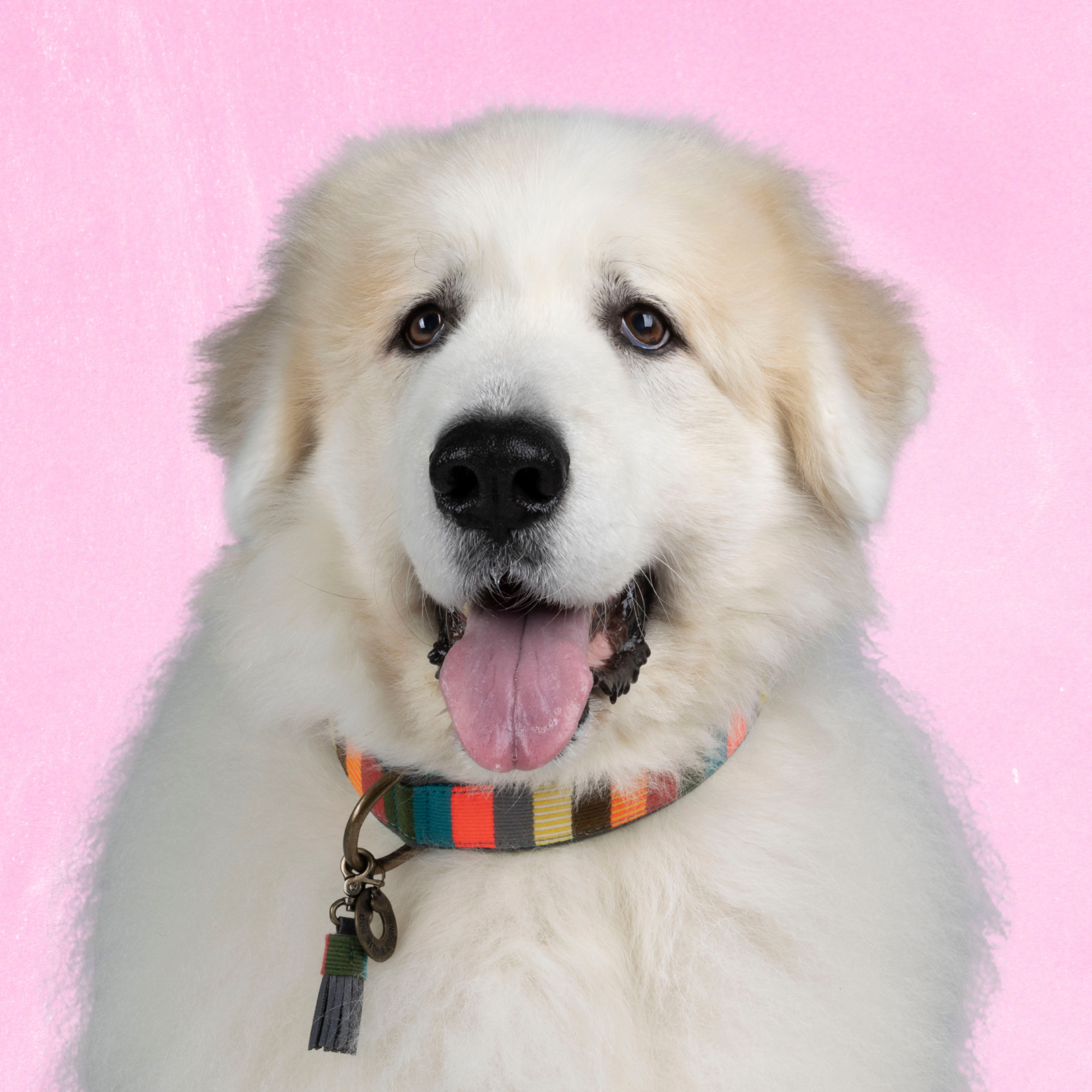 Stoffen hondenhalsband in meerdere kleuren met gestreept patroon van Dog with a Mission