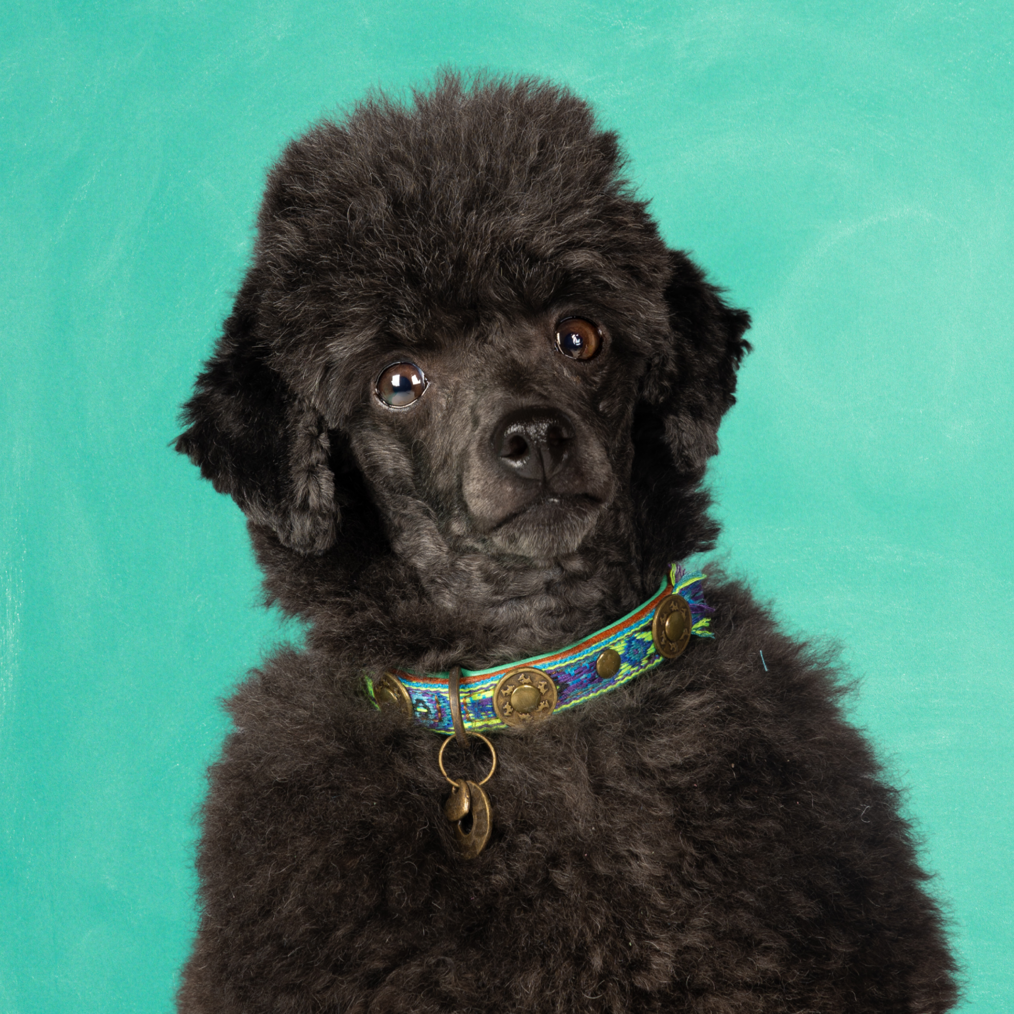 Boho Juan hondenhalsband XXS op zeer kleine hond met blauw accent