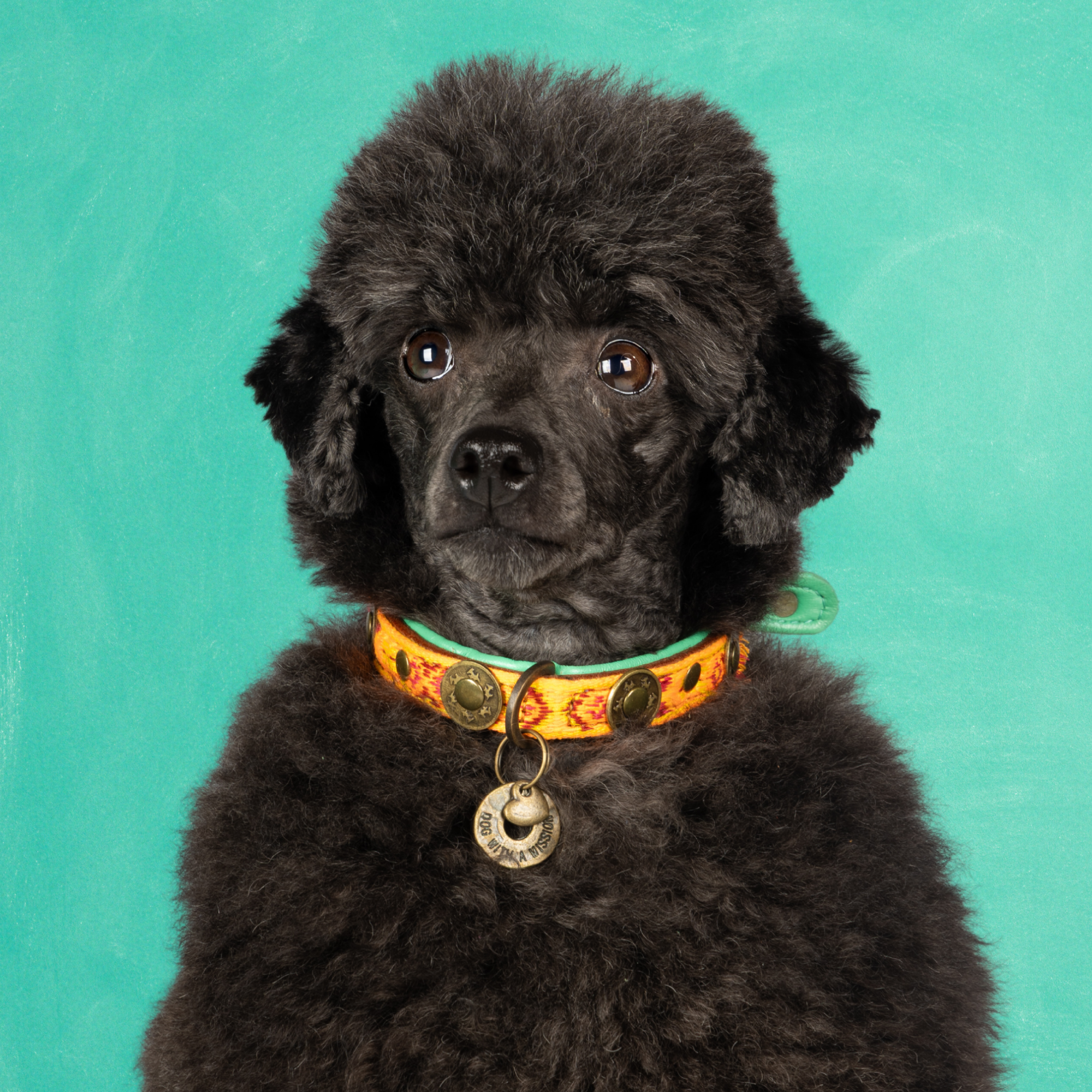 Leren hondenhalsband in oranje met turquoise details en medaillon van Dog with a Mission