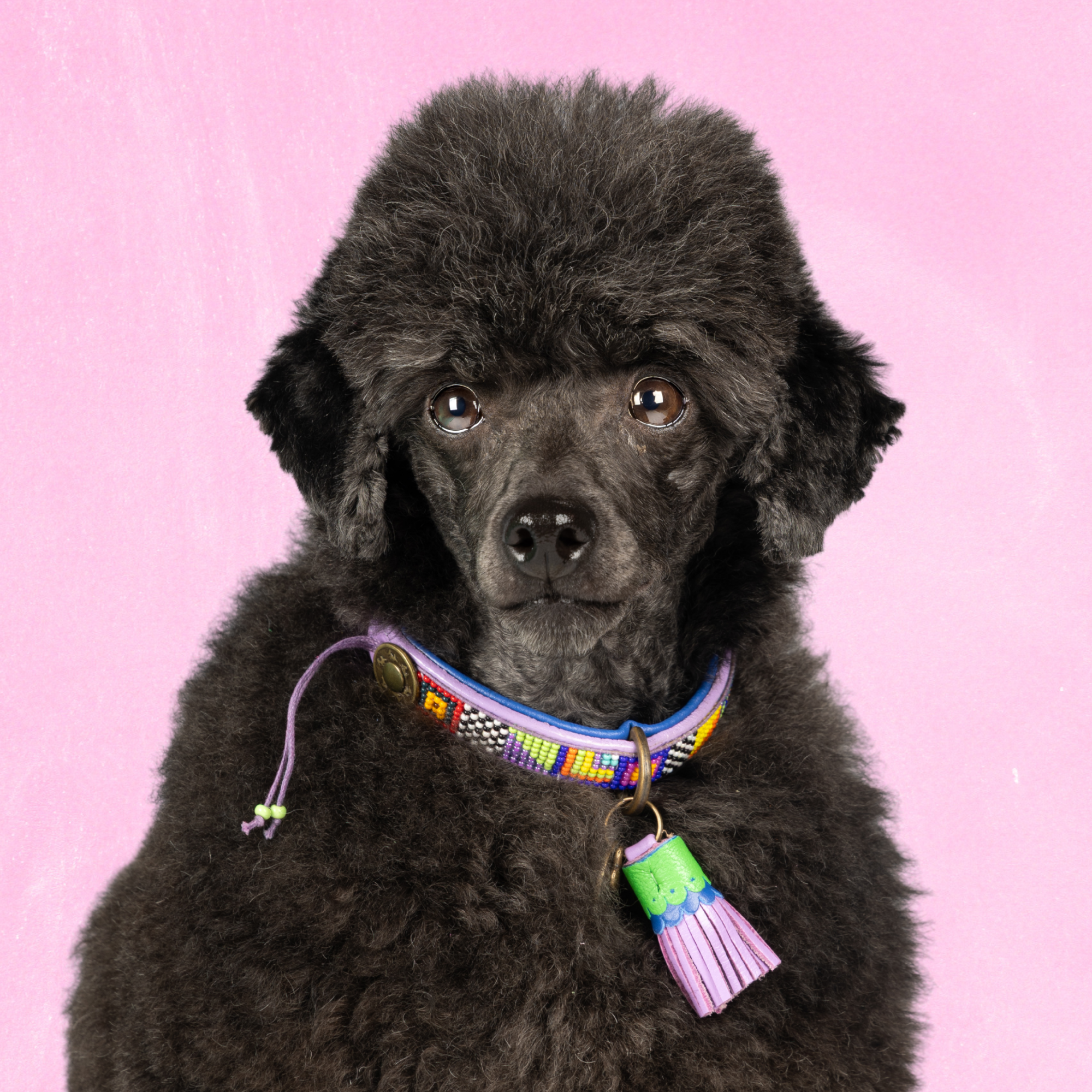 Leren hondenhalsband in paars met groene en blauwe details en kwastje van Dog with a Mission