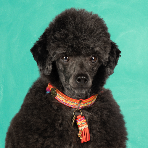Leren hondenhalsband in rood met panterprint en kwastje van Dog with a Mission