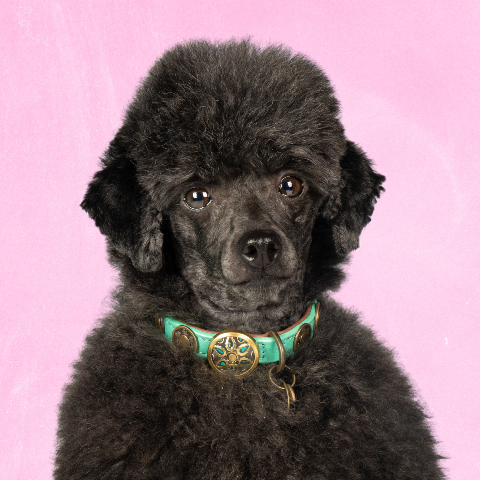 XXS-leren-hondenhalsband-turquoise-bruin-rebel-maat-xxs-dogwithamission