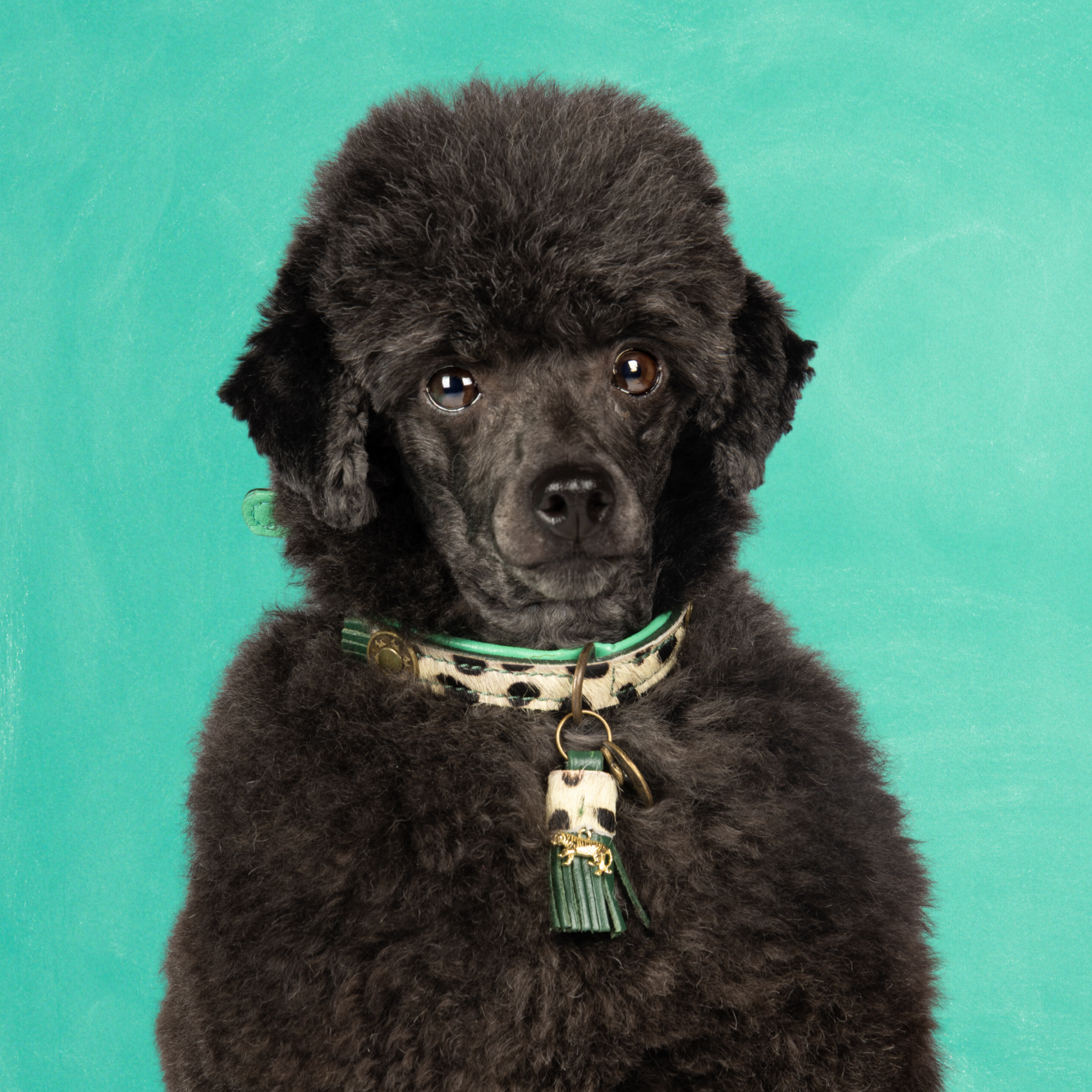 Leren hondenhalsband in groen met turquoise met gouden details en turquoise kwastje van Dog with a Mission