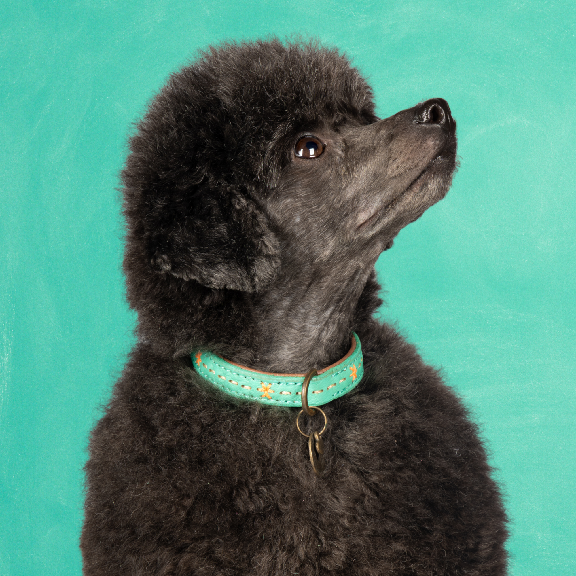 Leren hondenhalsband in turquoise met oranje details van Dog with a Mission