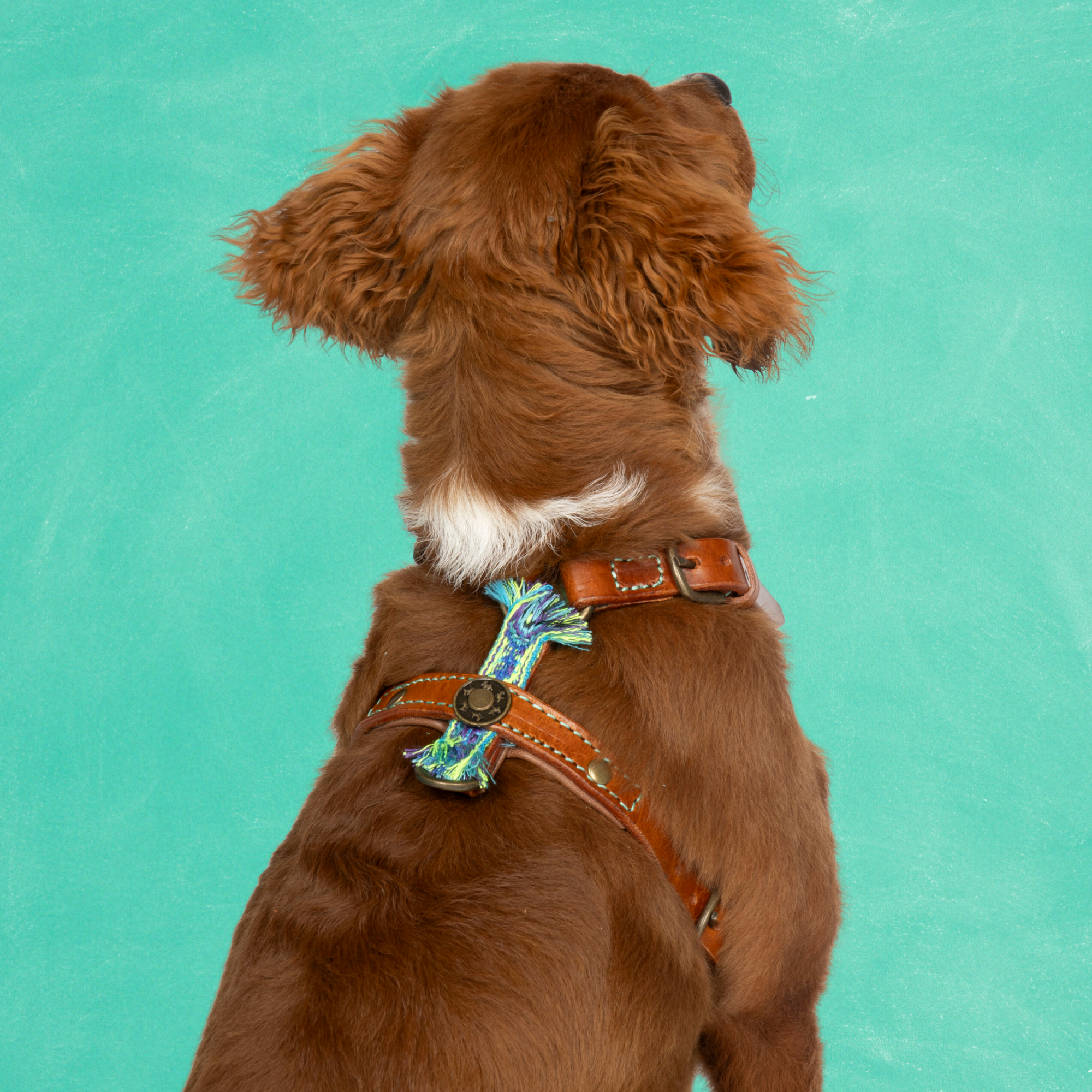 Leren hondentuigje in bruin met blauw en groene details van Dog with a Mission