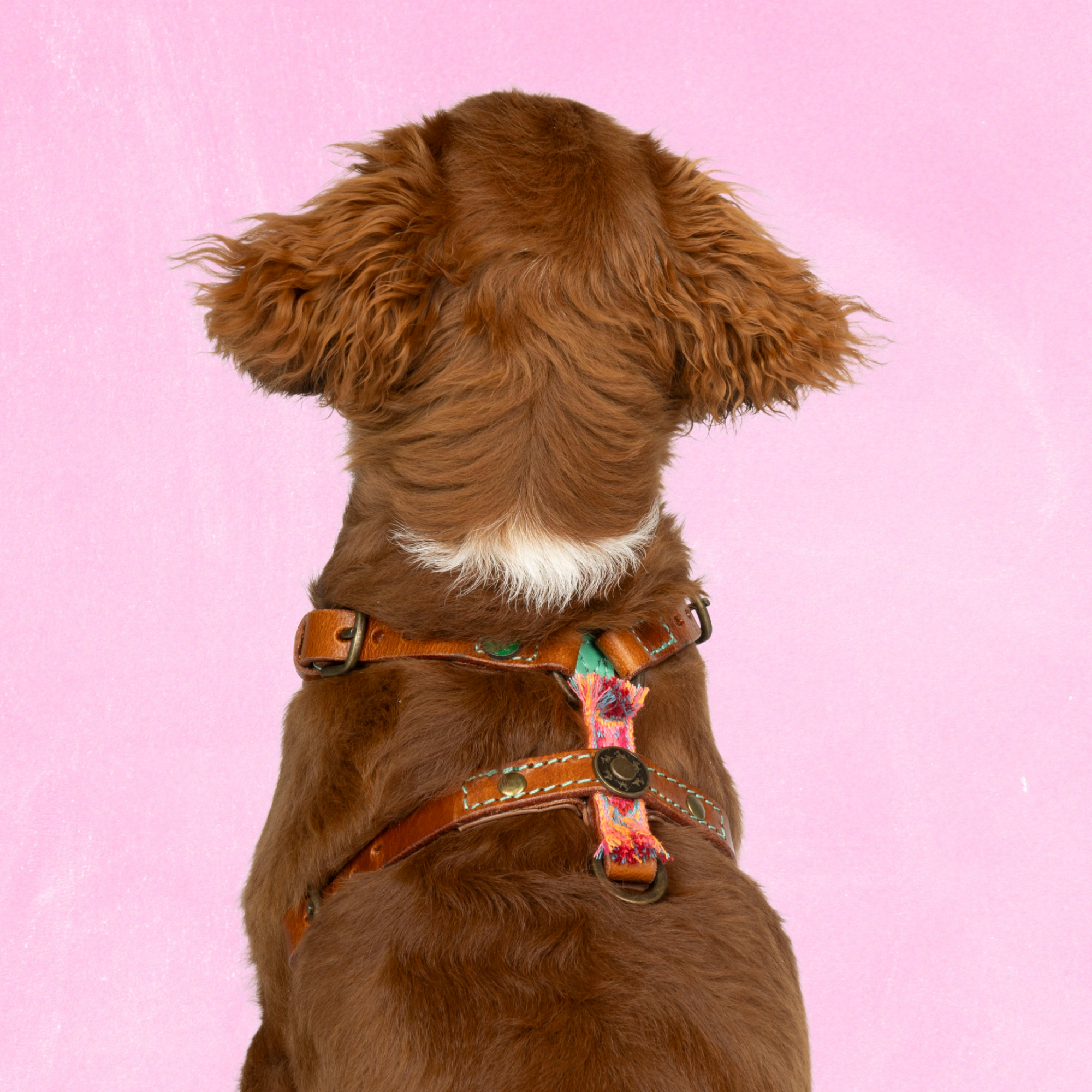 Leren hondentuigje in bruin met roze details van Dog with a Mission