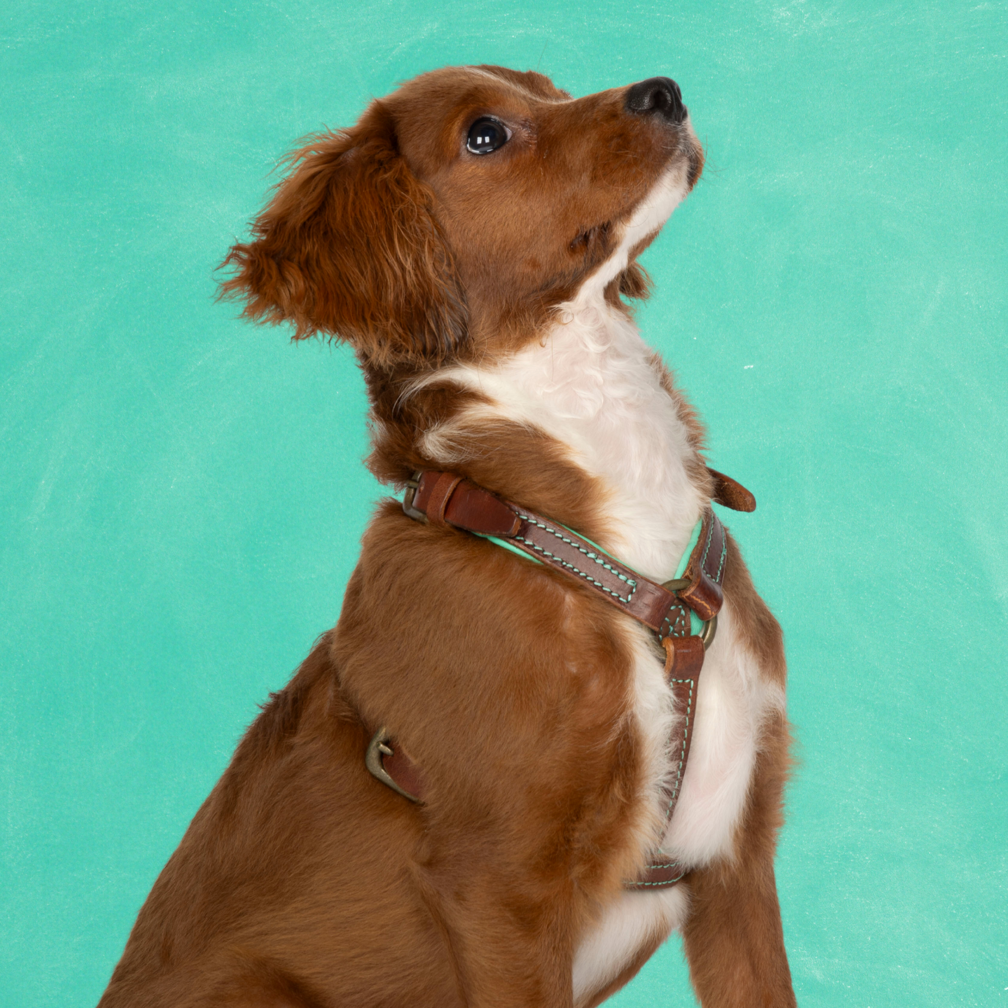 Rock Tuigje XXS (33-39 cm)