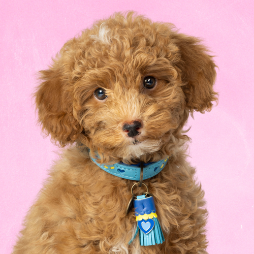 Sky Dog Collar – Dog with a Mission
