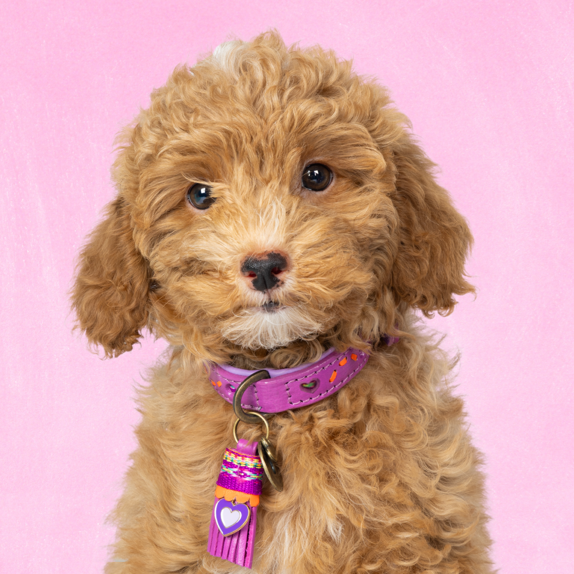 Spice Hondenhalsband XXS (Halsomvang 19-24 cm / 2 cm)