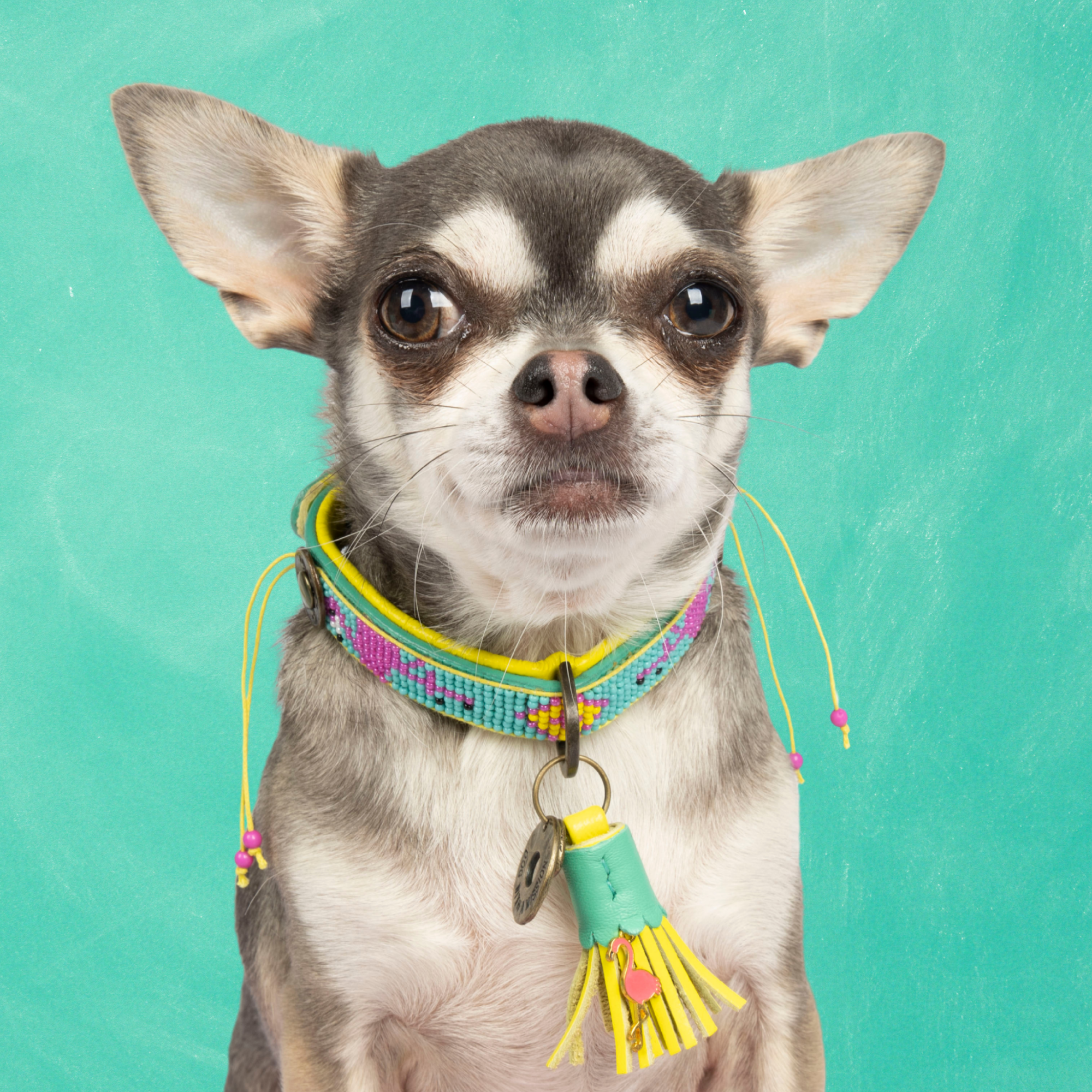 Chogogo Hondenhalsband XXS (Halsomvang 19-24 cm / 2 cm)