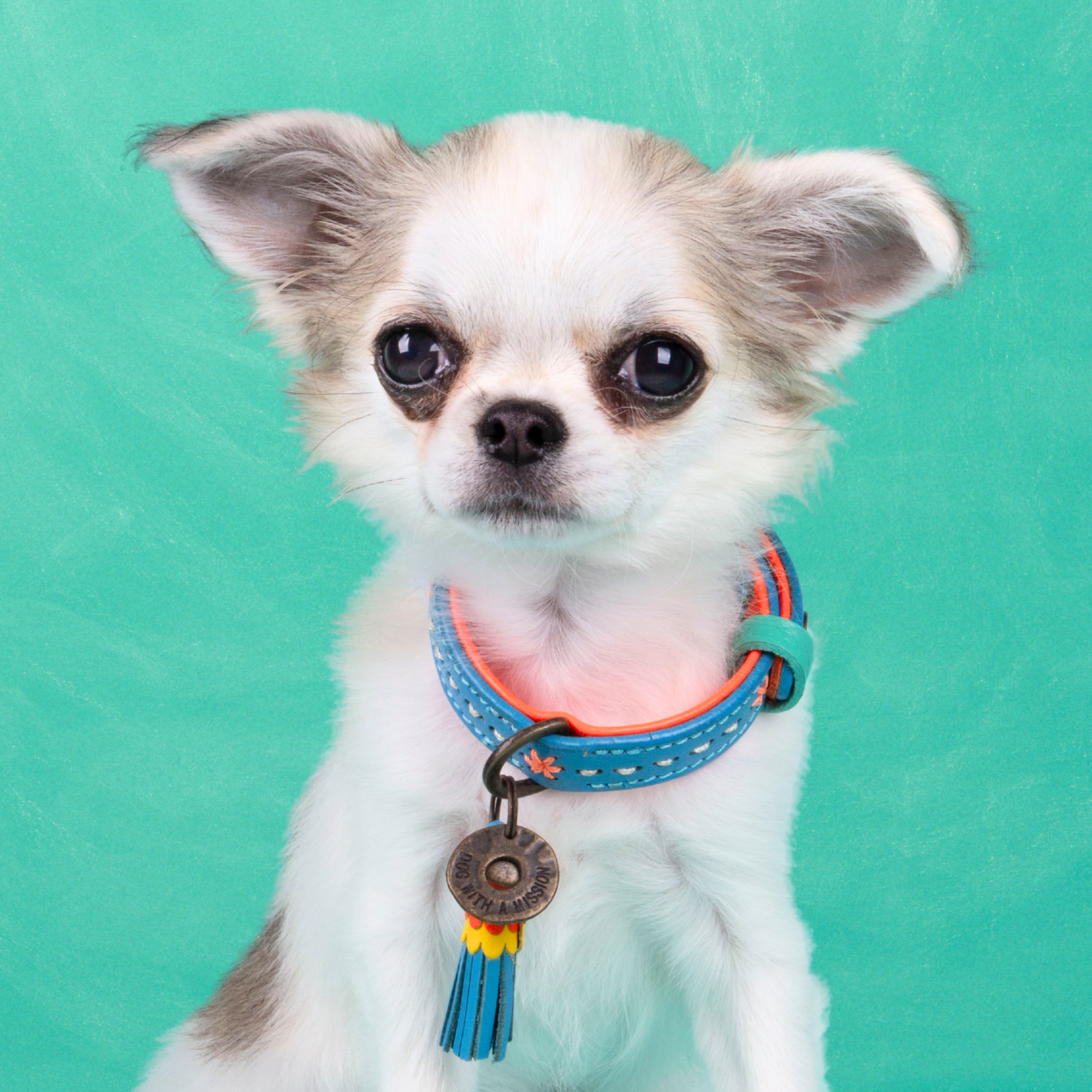 Urban Jones Hondenhalsband XXXS (Halsomvang 15-21 cm / 1,5 cm)