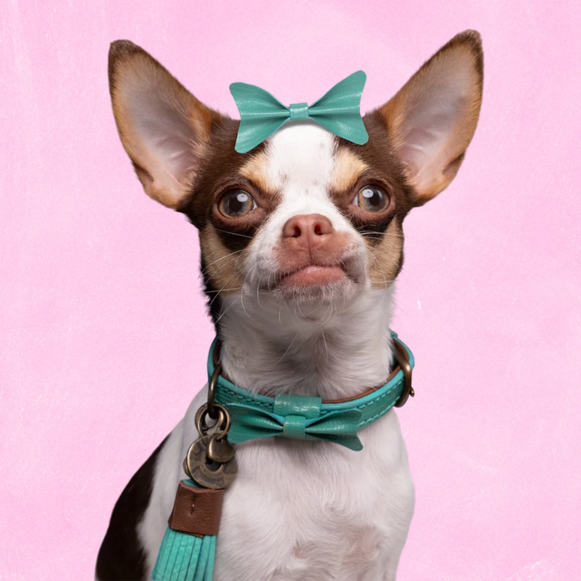 City Boomer Hondenhalsband XXXS (Halsomvang 15-21 cm / 1,5 cm)