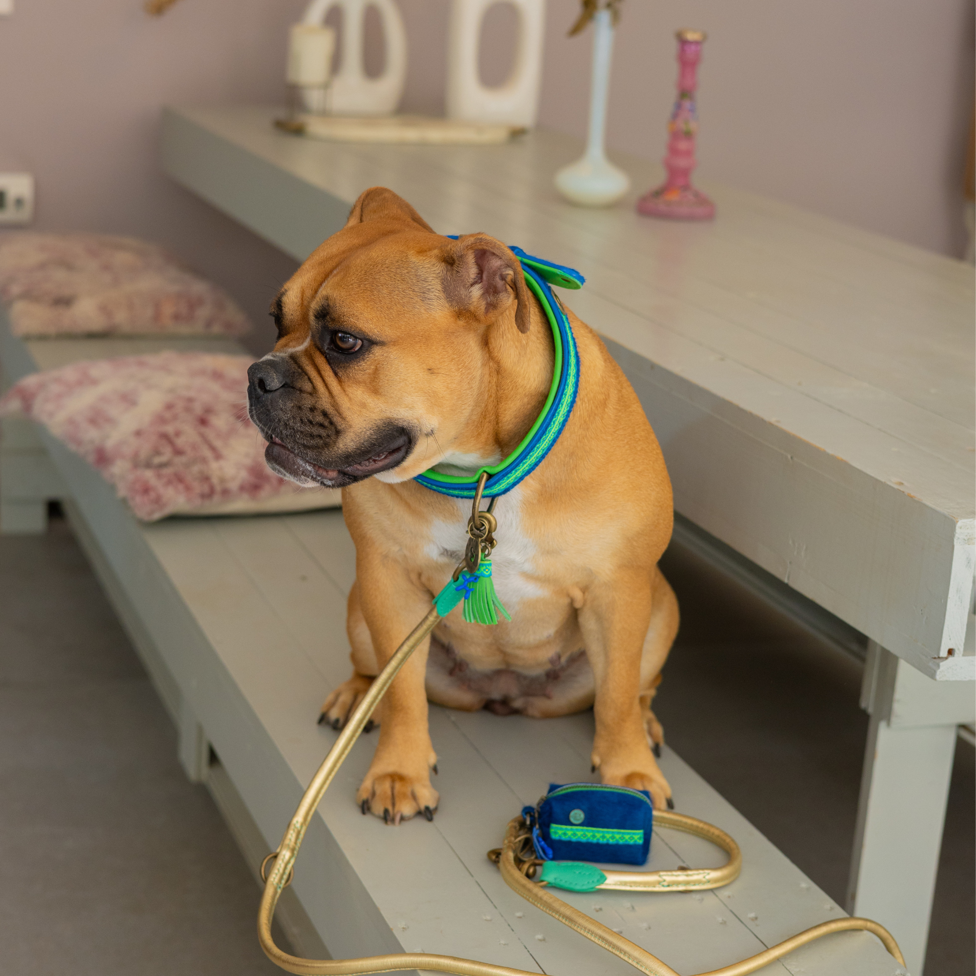 Bruine hond liggend op bank met Zula hondenhalsband XXL in blauw-groen, bijpassende riem en poepzakjeshouder, boho interieur