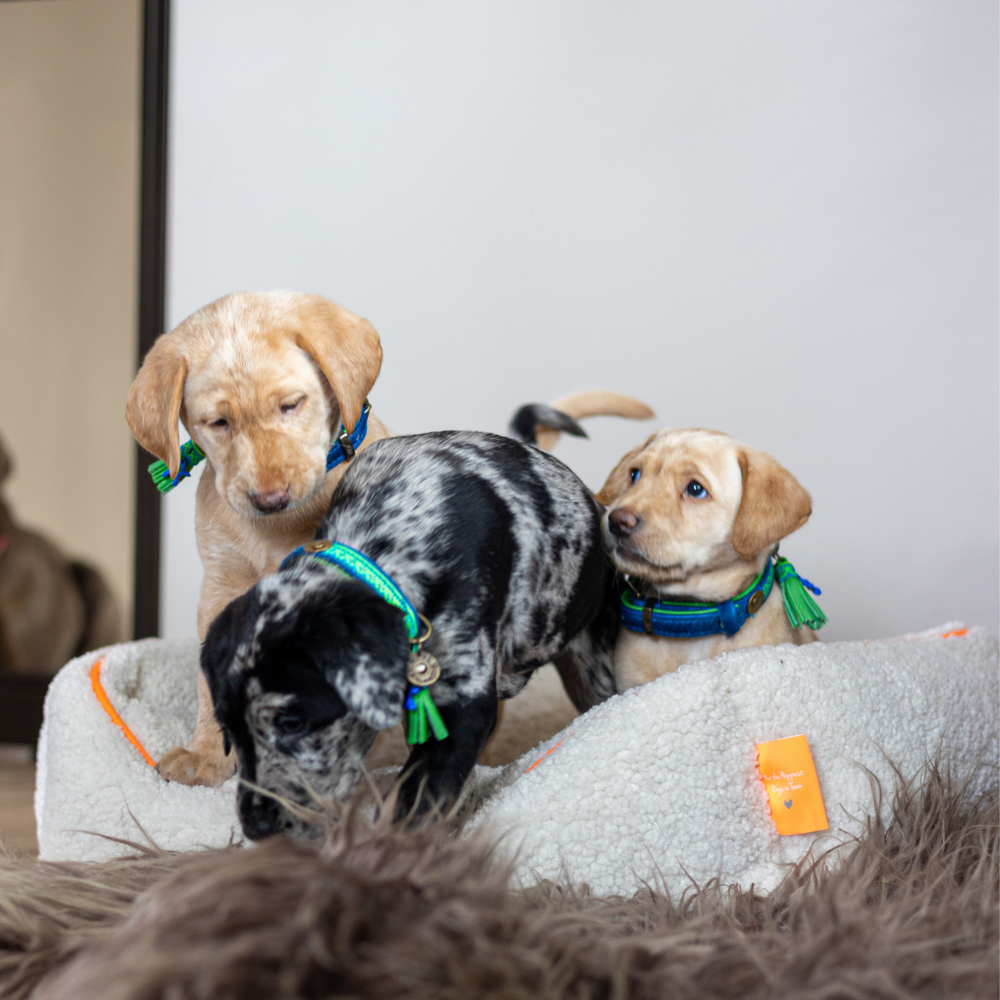 Drie pups op hondenmand met Zula hondenhalsbanden in blauw en neongroen met groene kwastjes, speelse sfeer