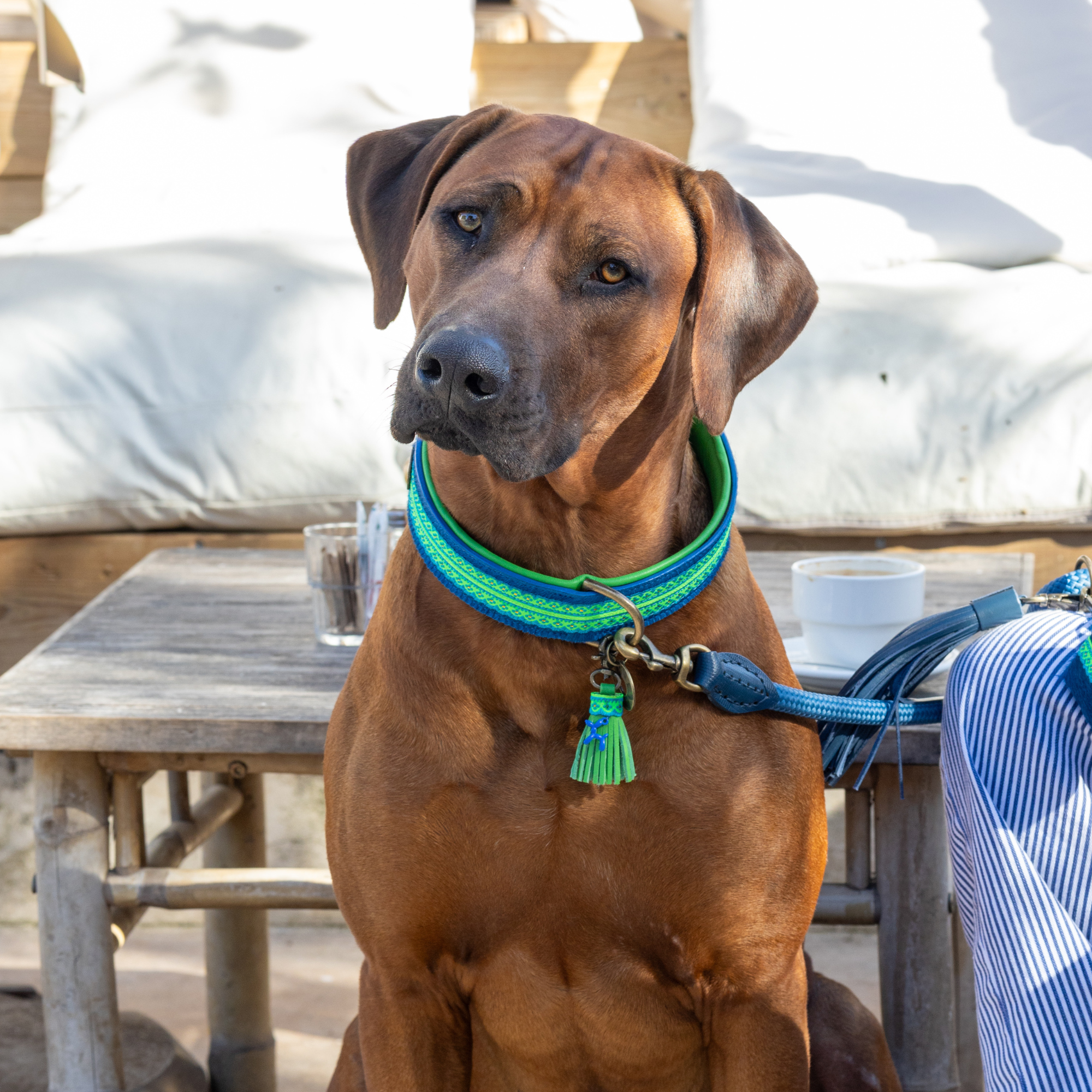 Rhodesian Ridgeback zittend op terras met Zula hondenhalsband in blauw en neongroen met groen kwastje, bijpassende riem