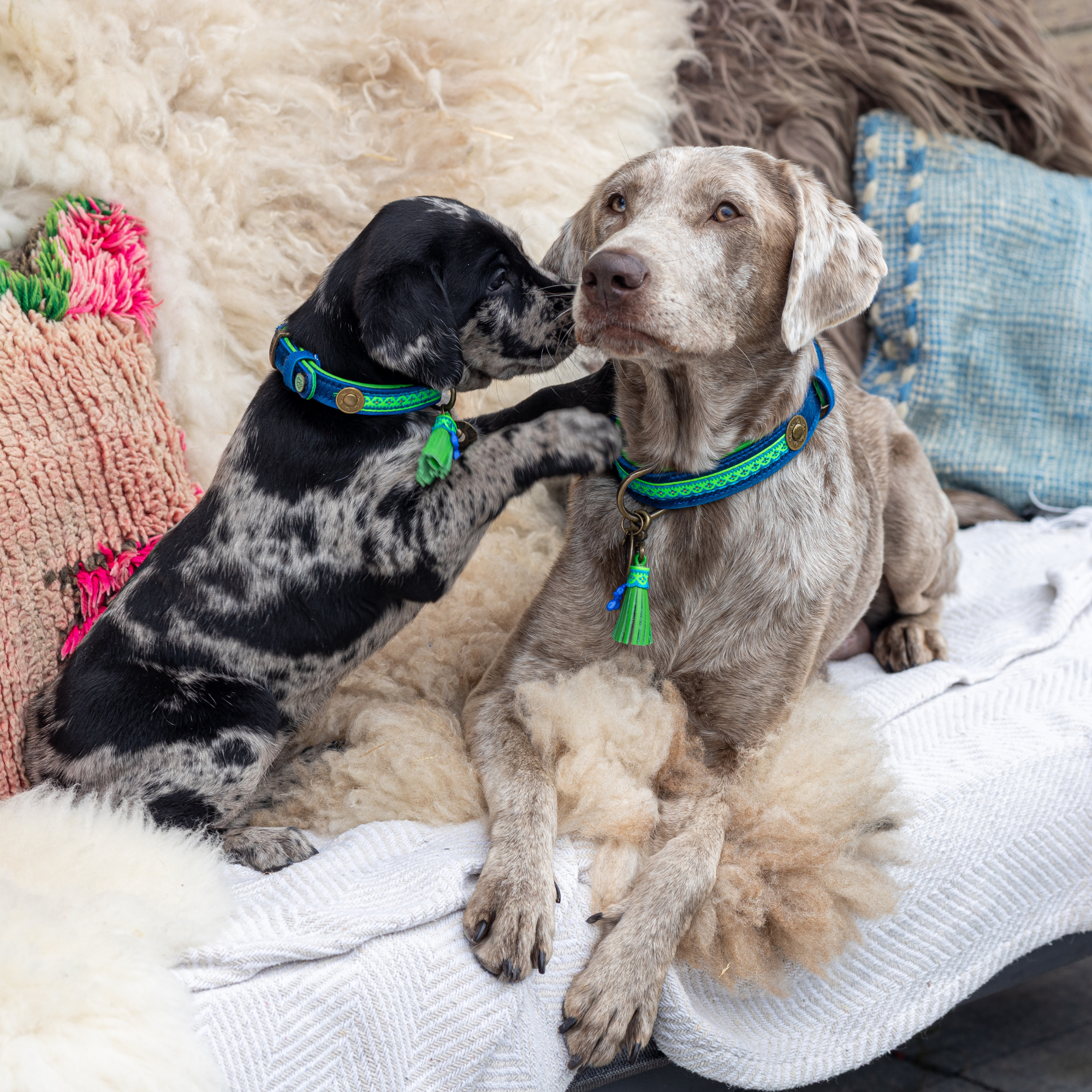 Zwarte en grijze puppy geeft kus aan grijze Weimaraner, beiden met Zula hondenhalsband in blauw en neongroen met kwastje, boho interieur