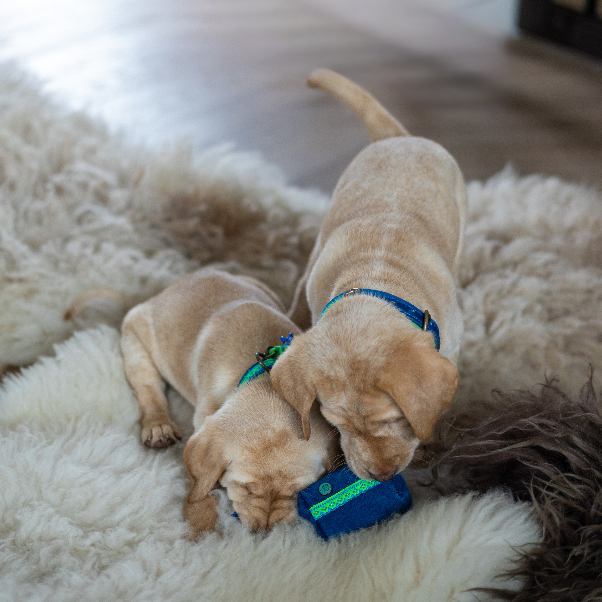 Twee Labrador pups spelend op wit vacht kleed met Zula hondenhalsbanden van kobaltblauwe vacht en neongroen leer, bohemian stijl – luxe hondenhalsband puppy DWAM Dog with a Mission