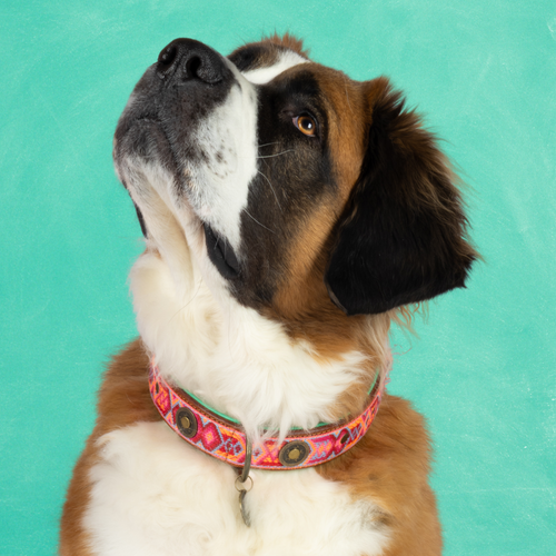 Boho Rosa hondenhalsband XXL - handgemaakt leren halsband met roze bohemian accent voor zeer grote honden