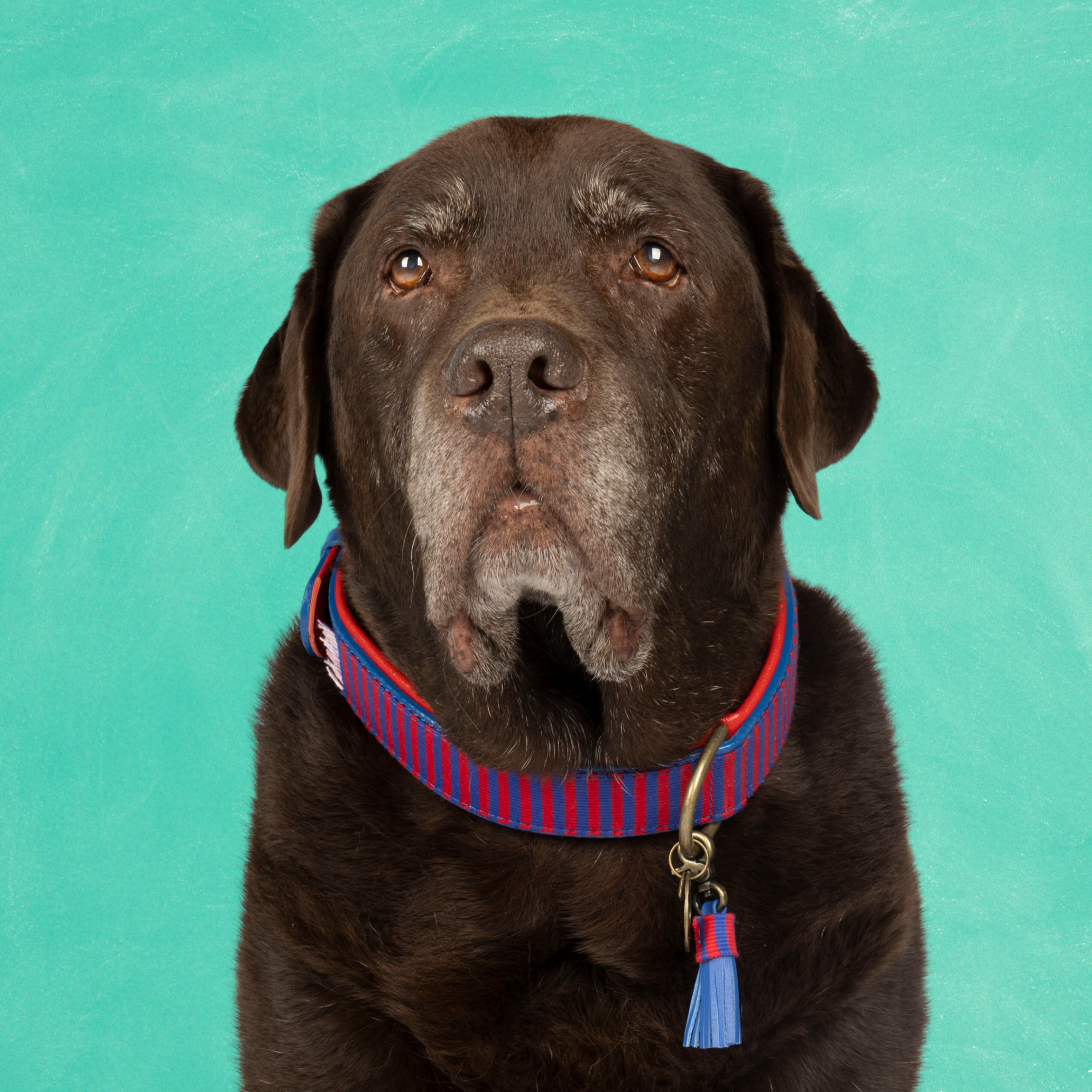 Mr Clooney Collar XXL (Neck Size 55-65 cm / 4 cm)