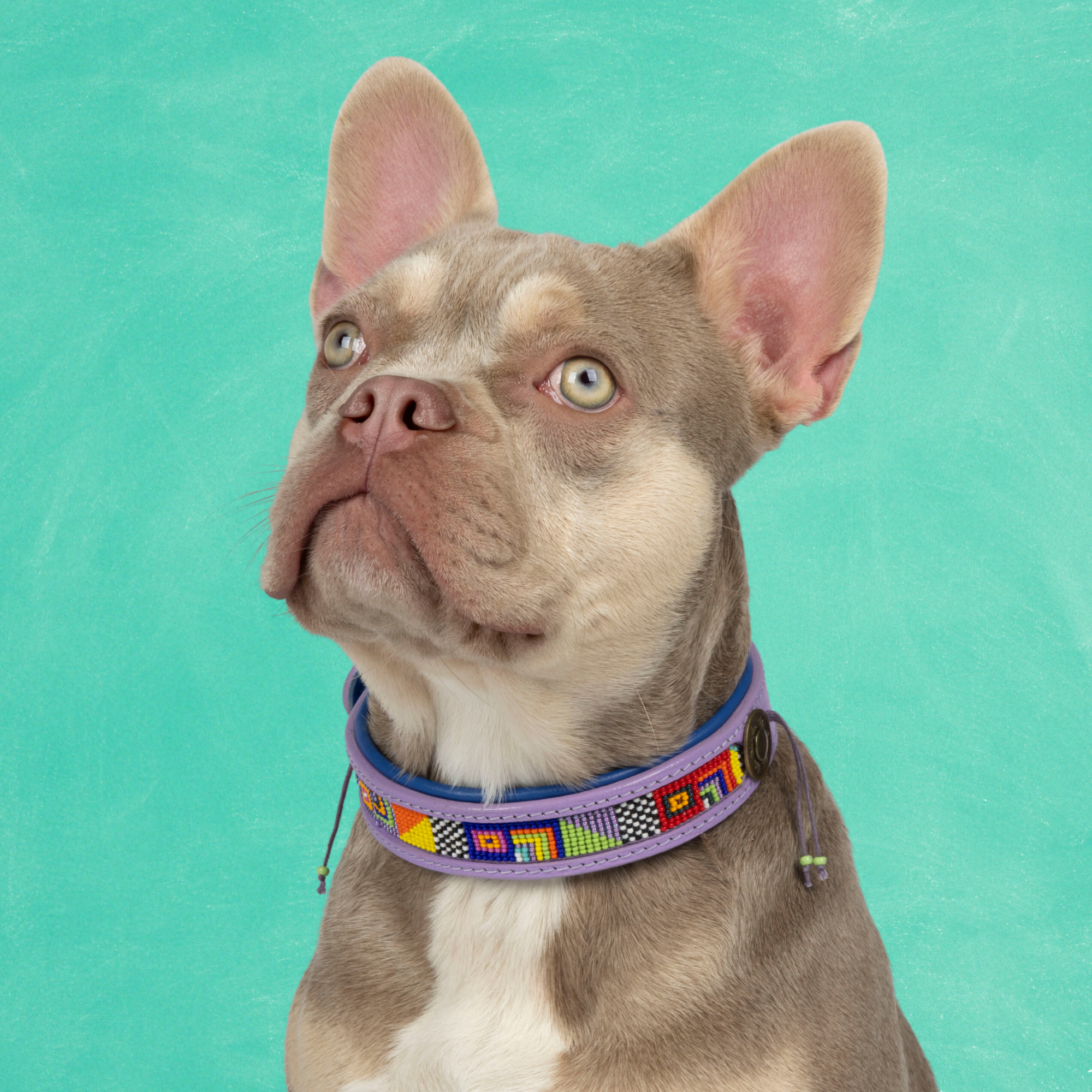 Colorpop Hondenhalsband M (Halsomvang  32-39 cm / 2,5 cm)