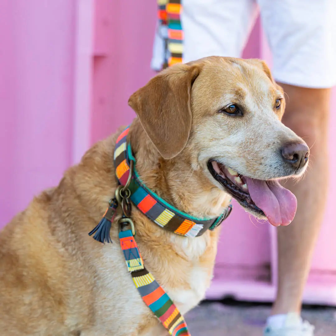 Dog-with-a-mission-Dog-collar-colorful-mr-mrs-smith