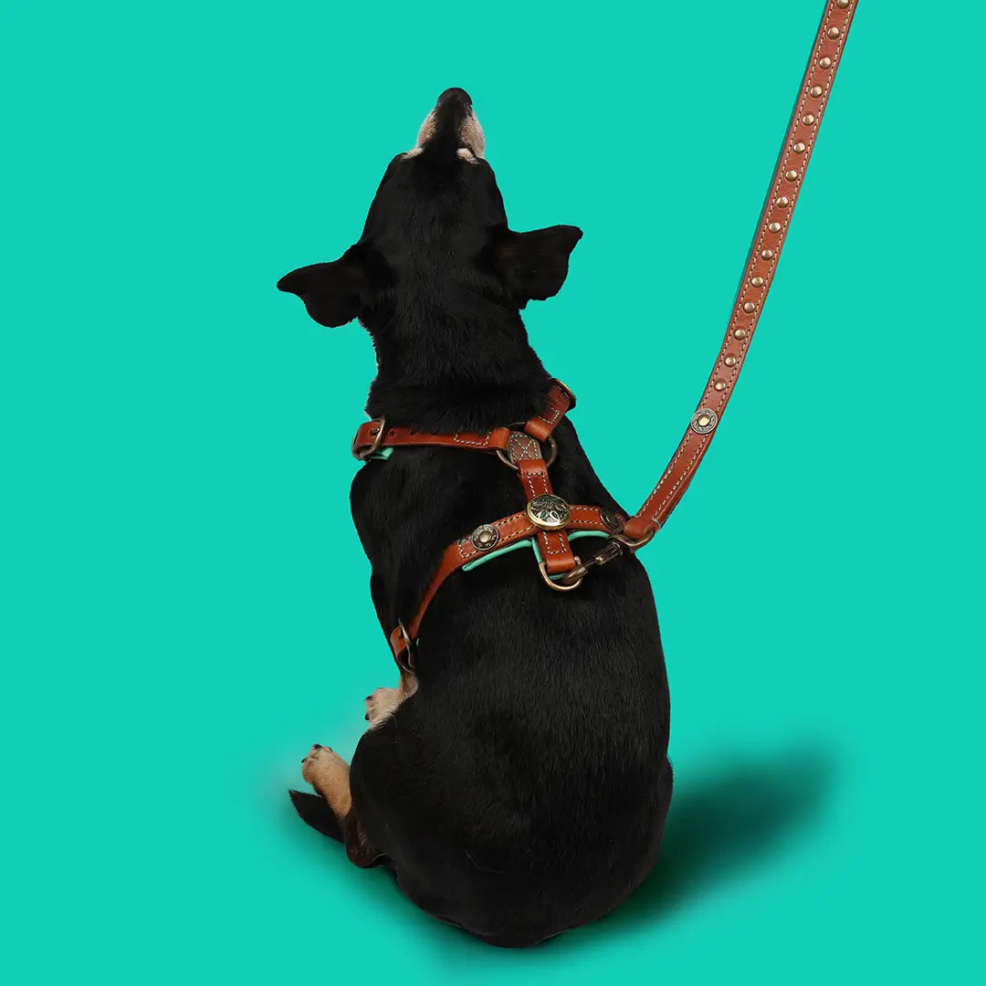 Dog-with-a-mission-harness-rock-2