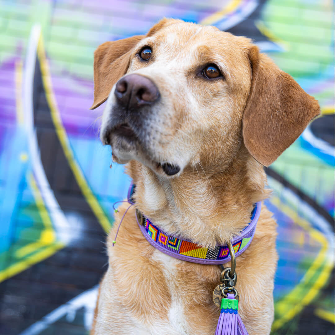 Dog-with-a-mission-hond-halsband-kleurrijk-leer-colorpop