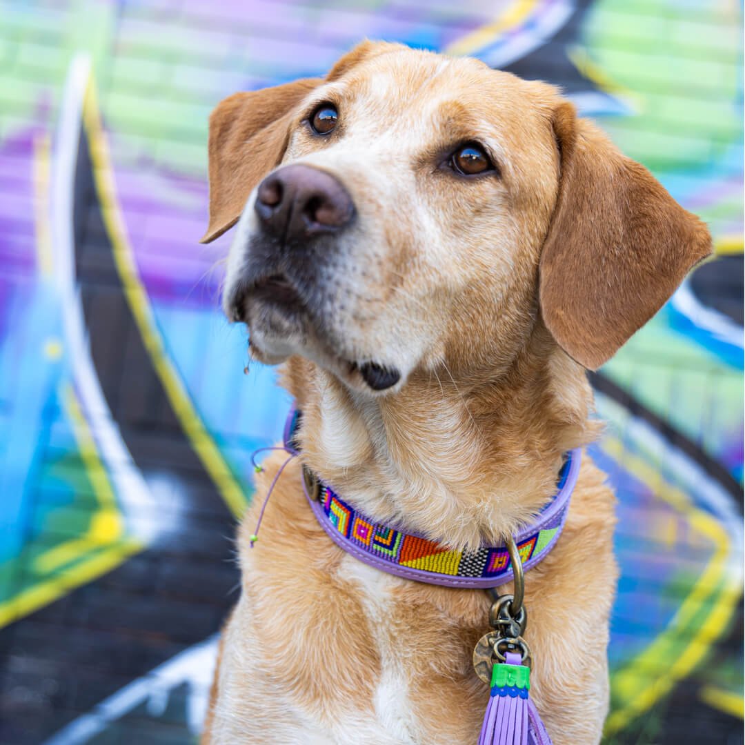 Dog-with-a-mission-hond-halsband-kleurrijk-leer-colorpop