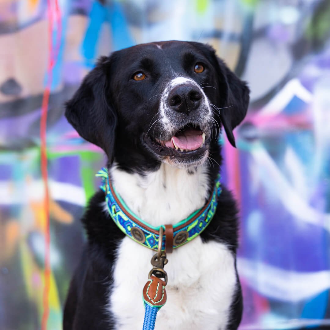 Dog-with-a-mission-honden-halsband-Boho-juan